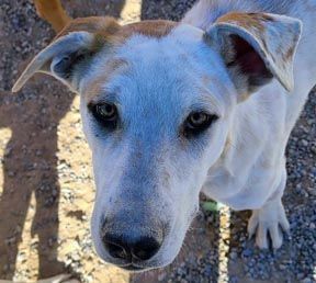 Enlarge Mufasa, a Adoptable mixed breed in Pahrump, NV image 3/6
