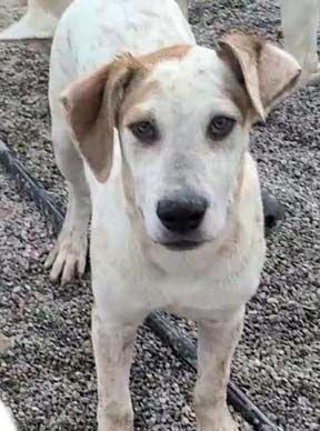 Enlarge Mufasa, a Adoptable mixed breed in Pahrump, NV image 4/6