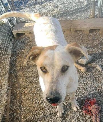 Enlarge Mufasa, a Adoptable mixed breed in Pahrump, NV image 5/6