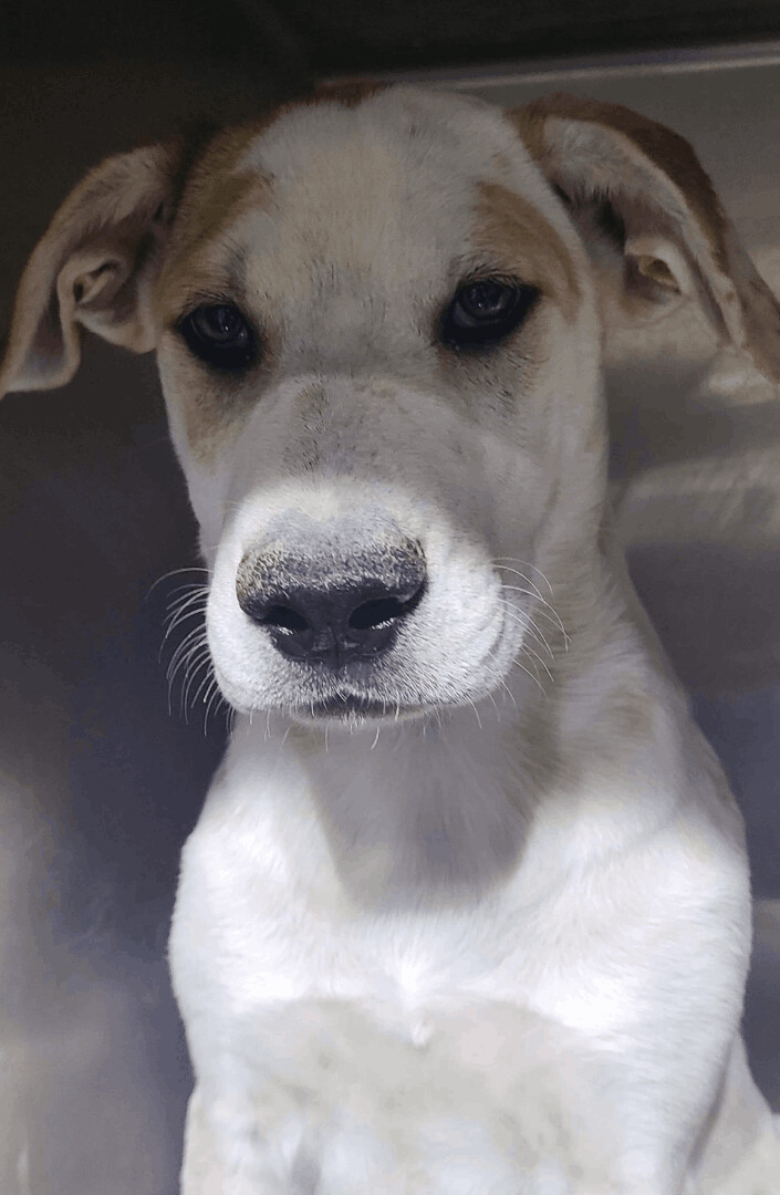 Enlarge Mufasa, a Adoptable mixed breed in Pahrump, NV image 6/6