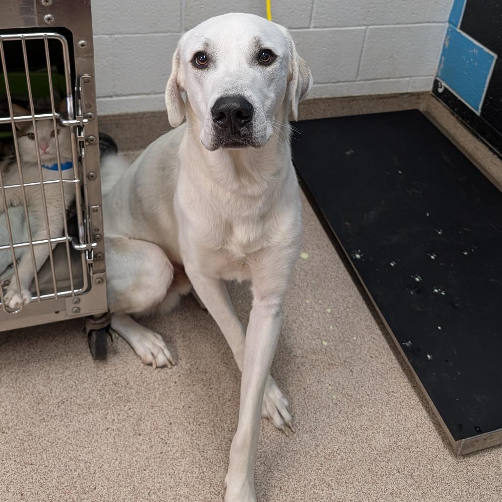 Drax, Adoptable, Young Male Great Pyrenees & Anatolian Shepherd.