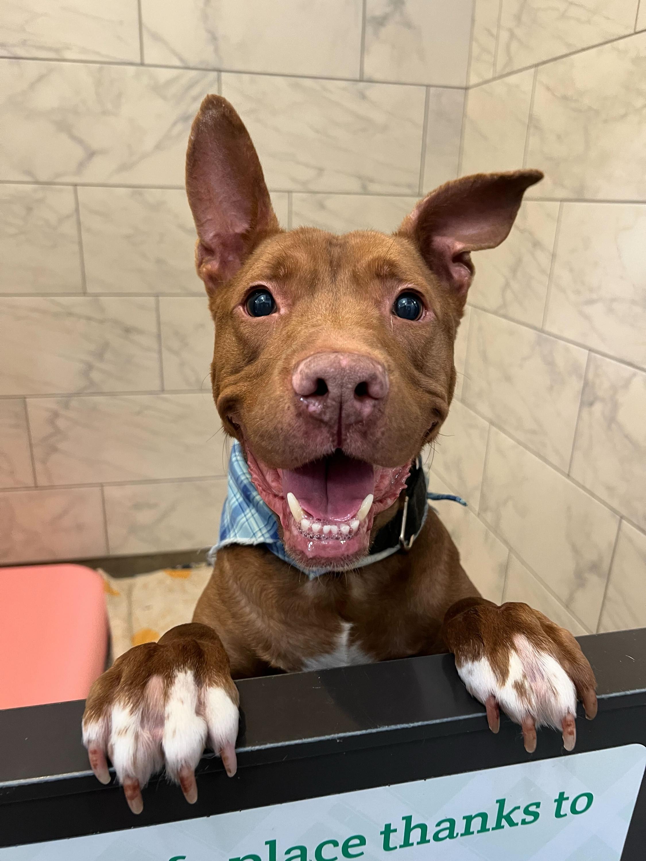 Kirby, ADOPTABLE, Adult Male Great Dane & American Staffordshire Terrier.