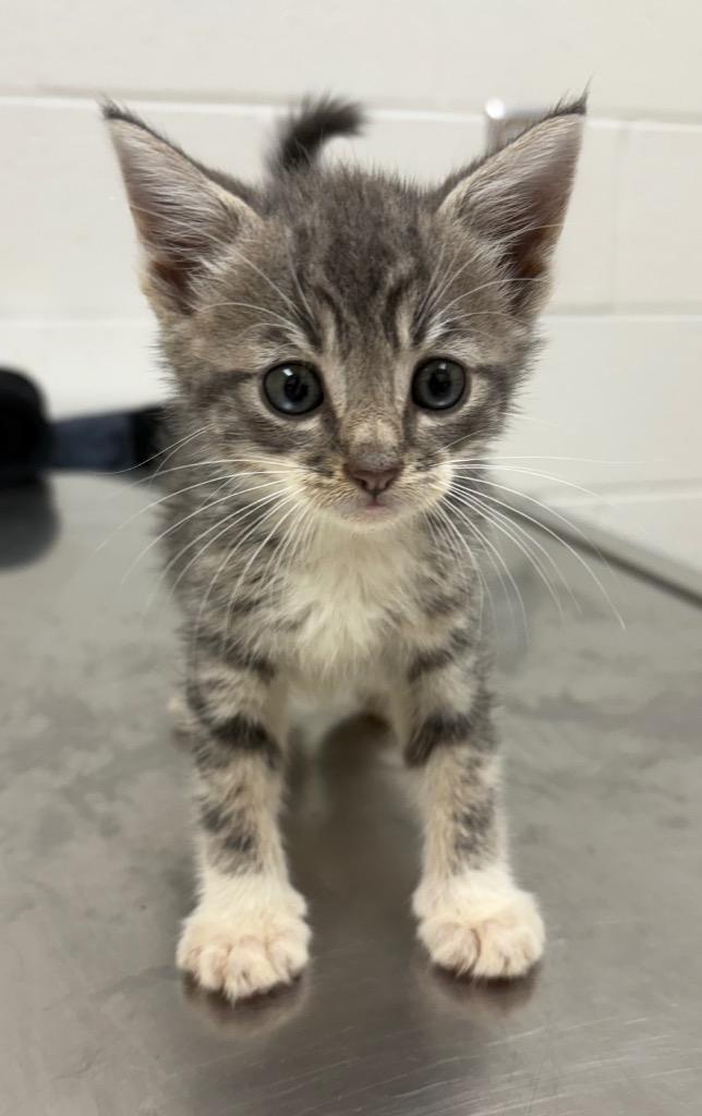 Enlarge Nugget, a Adoptable mixed breed in Greeneville, TN image 1/1