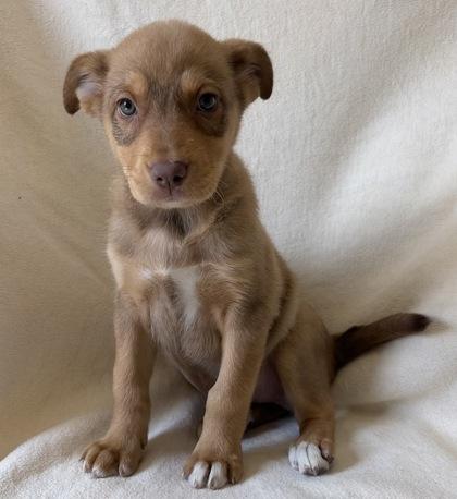 Mutzy, ADOPTABLE, Young Female German Shepherd Dog.