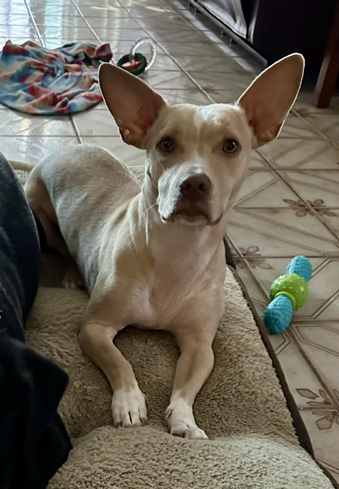 Enlarge Andy, a Adoptable mixed breed in Stoughton, MA image 1/6