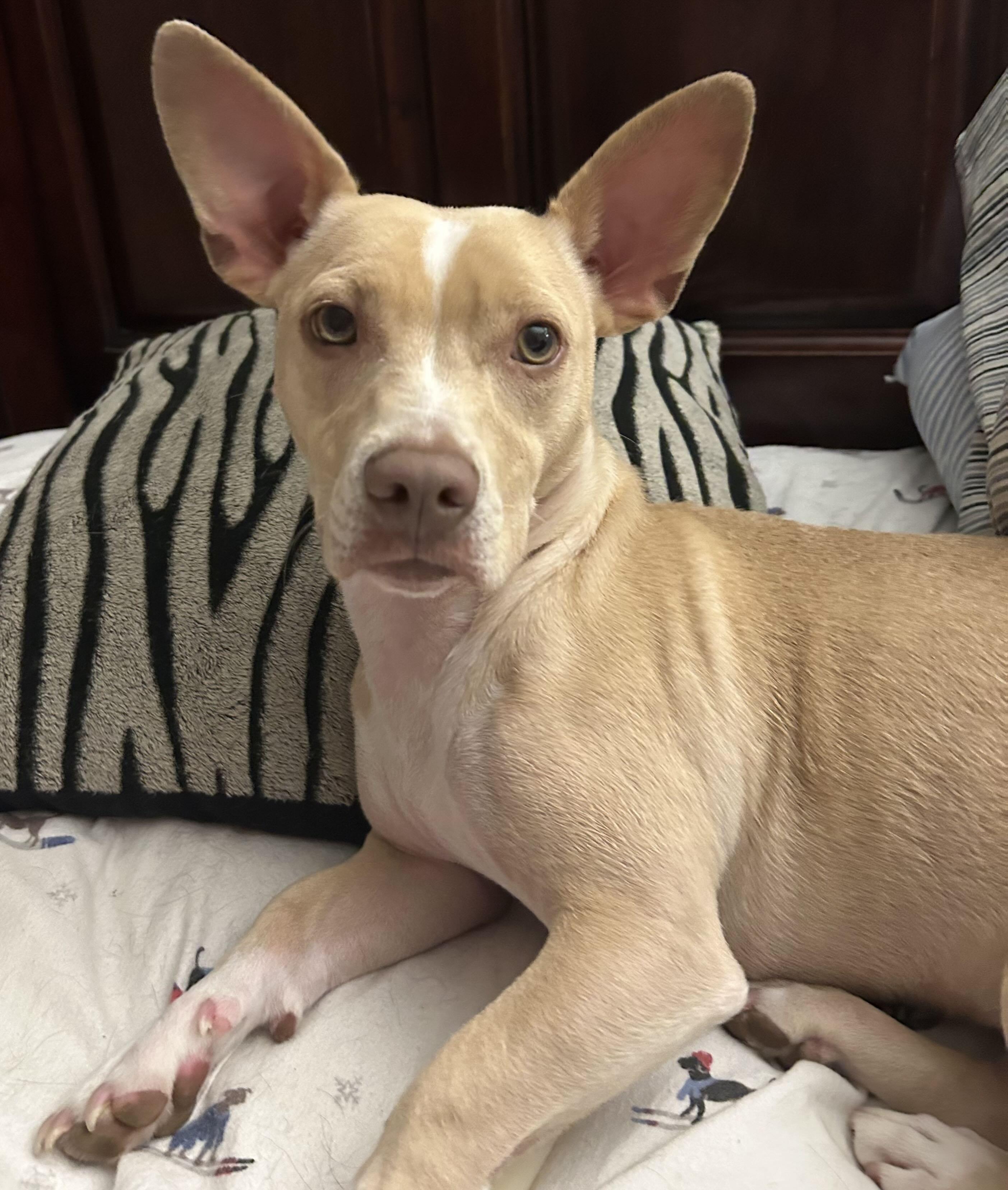 Enlarge Andy, a Adoptable mixed breed in Stoughton, MA image 2/6