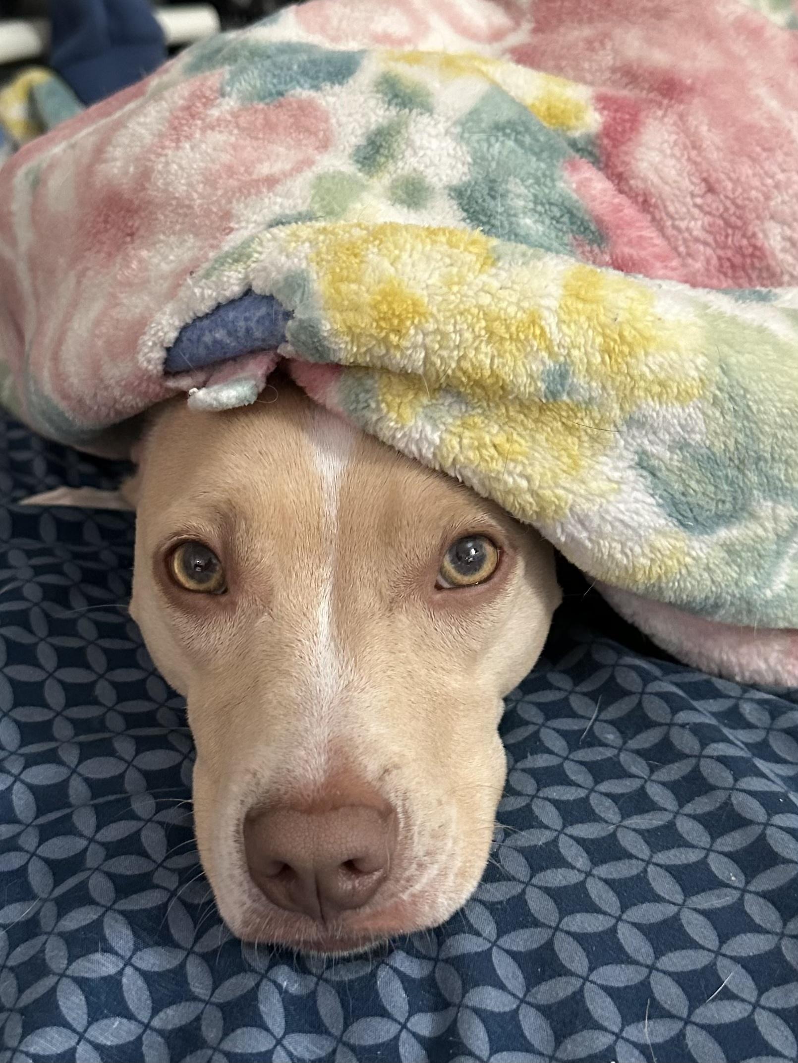 Enlarge Andy, a Adoptable mixed breed in Stoughton, MA image 3/6