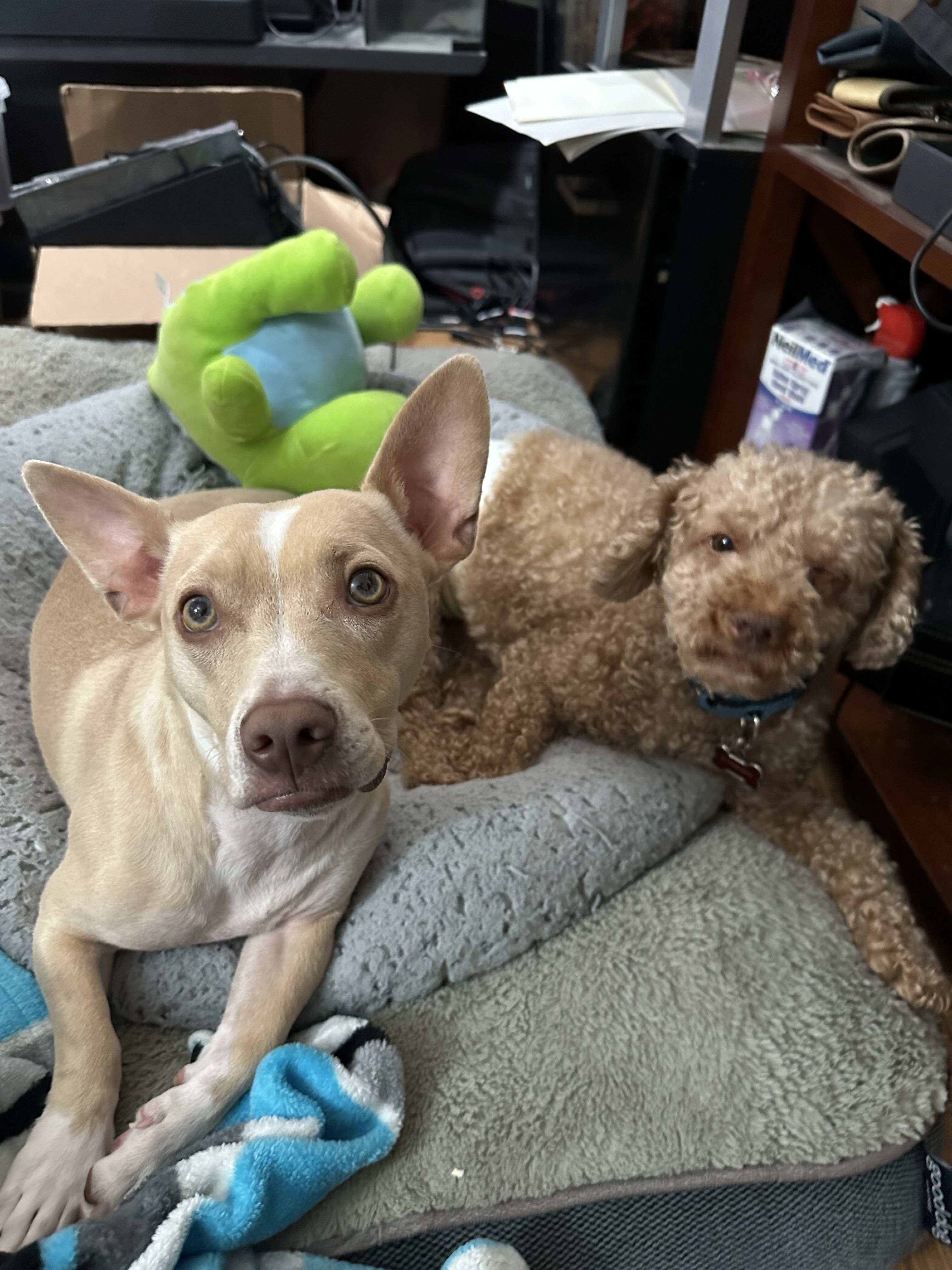 Enlarge Andy, a Adoptable mixed breed in Stoughton, MA image 5/6