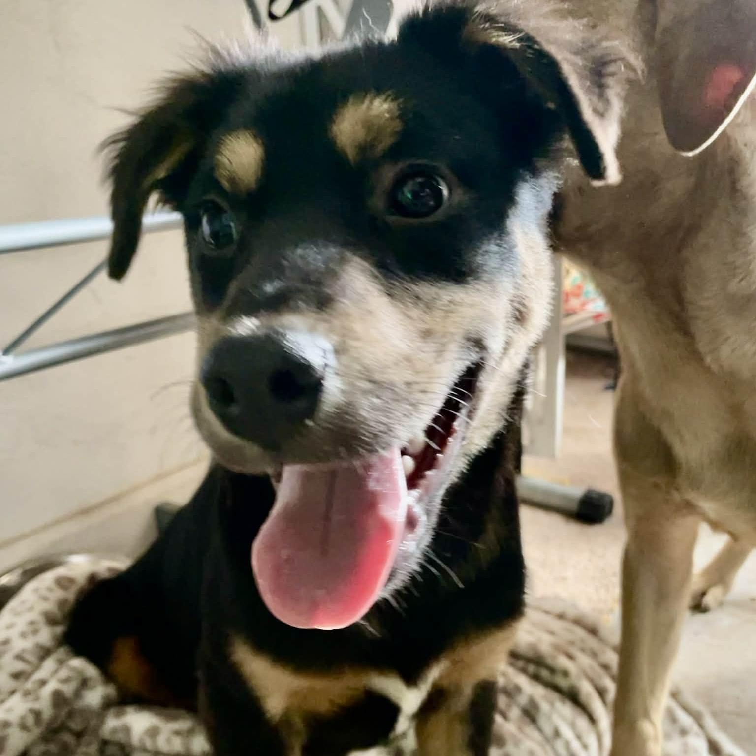 Enlarge Zeus , an adopted mixed breed in Portage, MI image 4/6