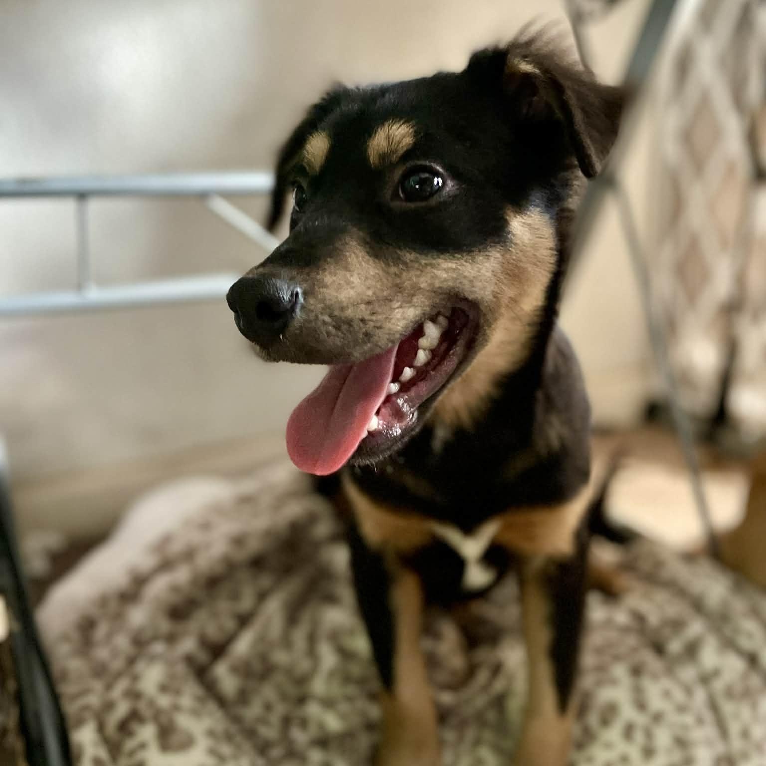 Enlarge Zeus , an adopted mixed breed in Portage, MI image 3/6