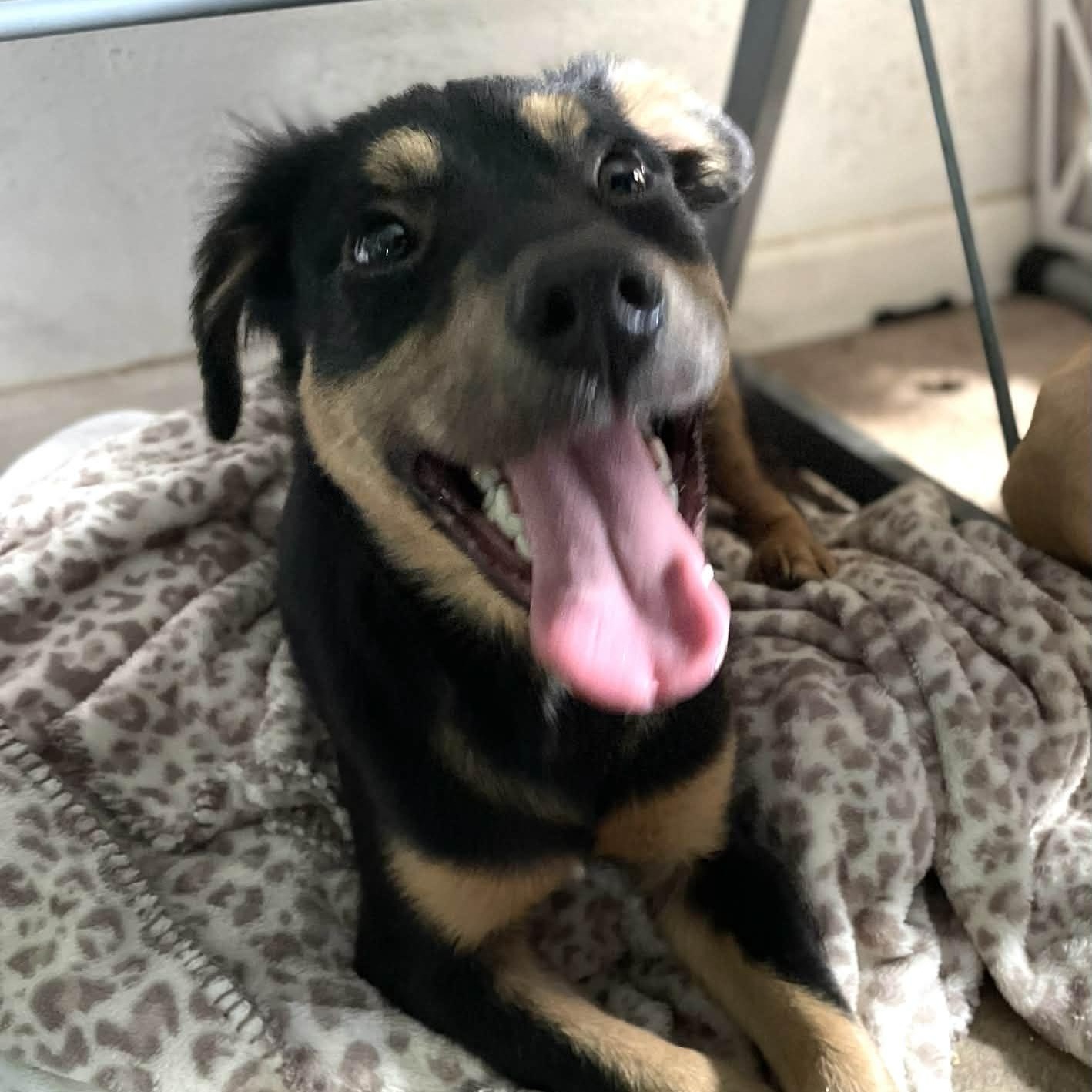 Enlarge Zeus , an adopted mixed breed in Portage, MI image 2/6