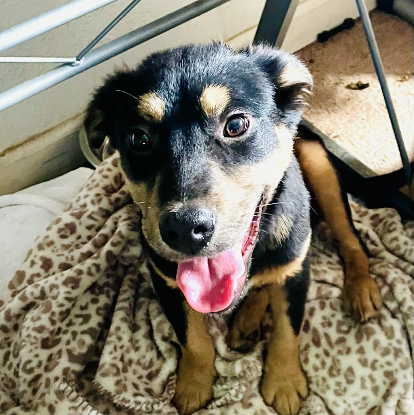 Zeus , adopted, Young Male Retriever.