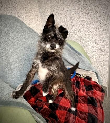 Oreo, Adoptable, Adult Male Terrier & Mixed Breed.