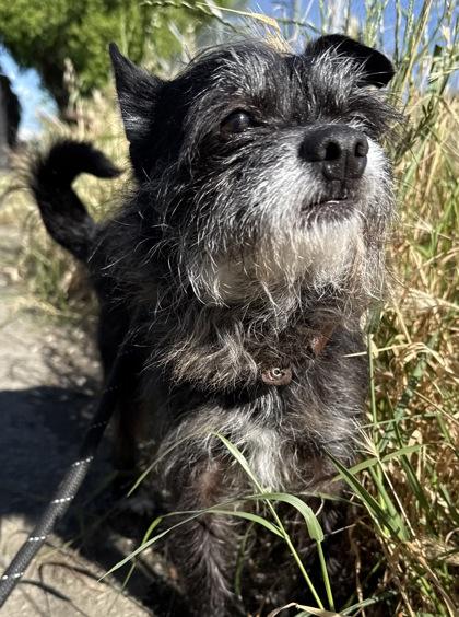 Oreo, a Adoptable mixed breed in Roseville, CA image 2/3
