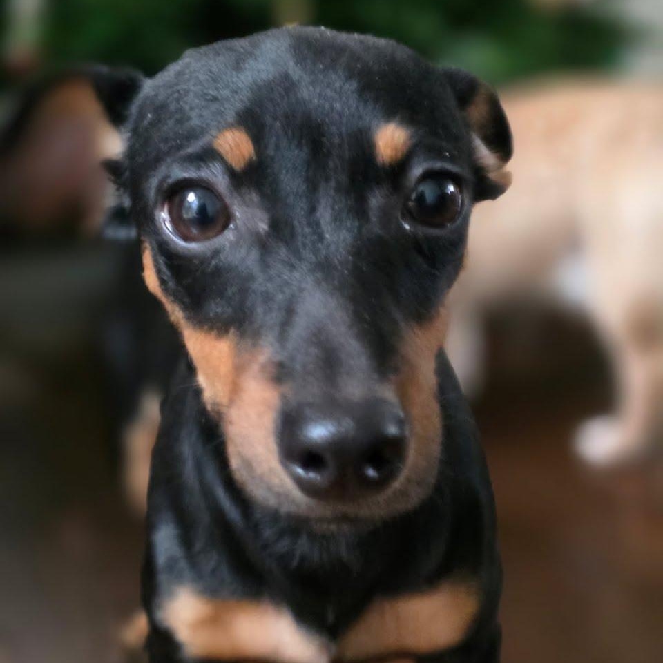 Enlarge Star, a ADOPTABLE mixed breed in Stamford, CT image 5/6