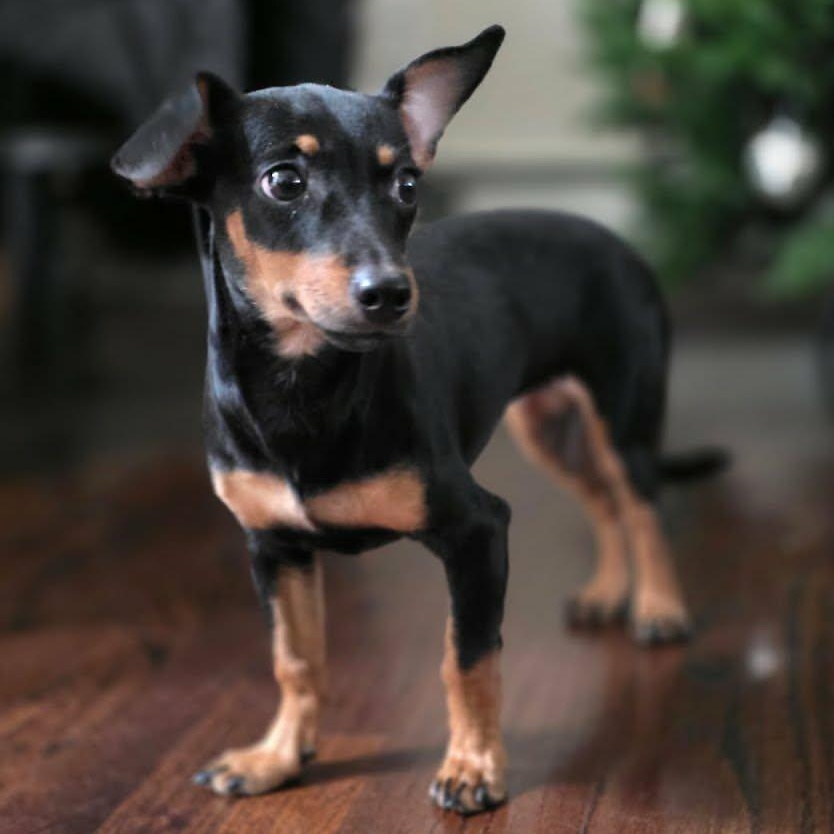 Enlarge Star, a ADOPTABLE mixed breed in Stamford, CT image 4/6