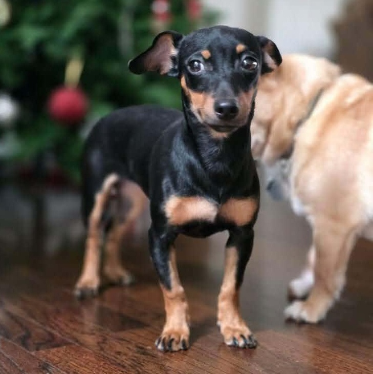 Enlarge Star, a ADOPTABLE mixed breed in Stamford, CT image 6/6