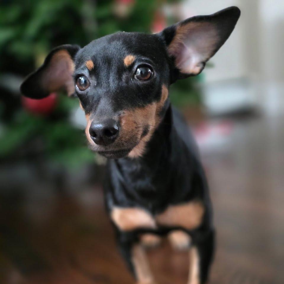Star, ADOPTABLE, Puppy Female Dachshund & Chihuahua.