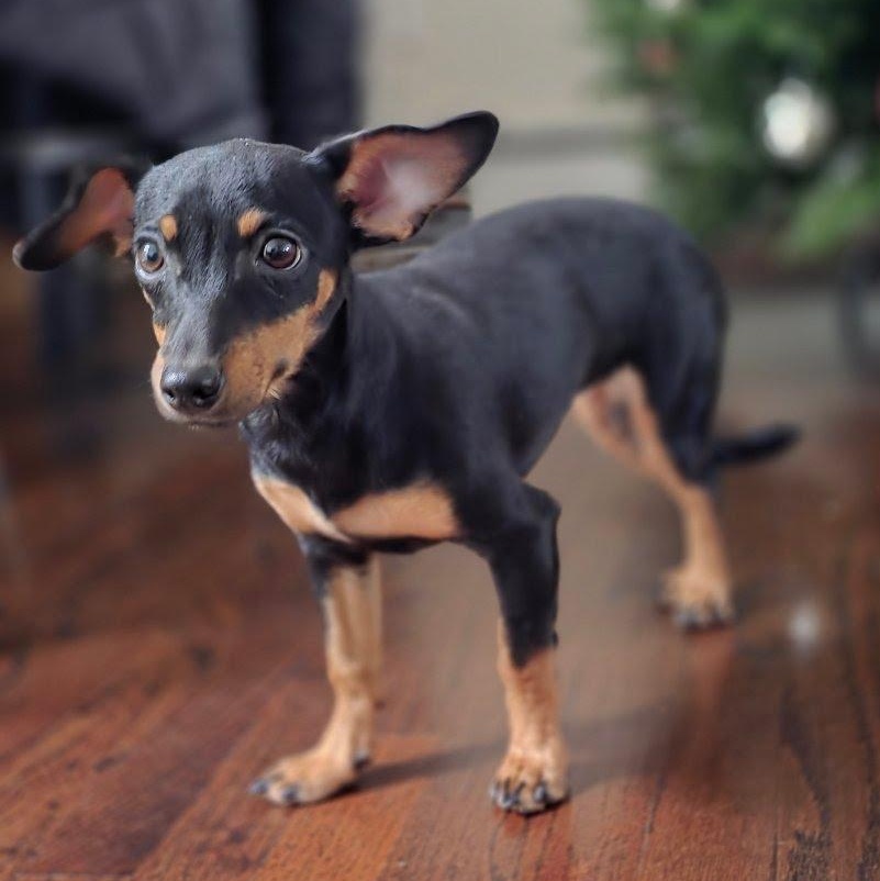 Enlarge Star, a ADOPTABLE mixed breed in Stamford, CT image 3/6