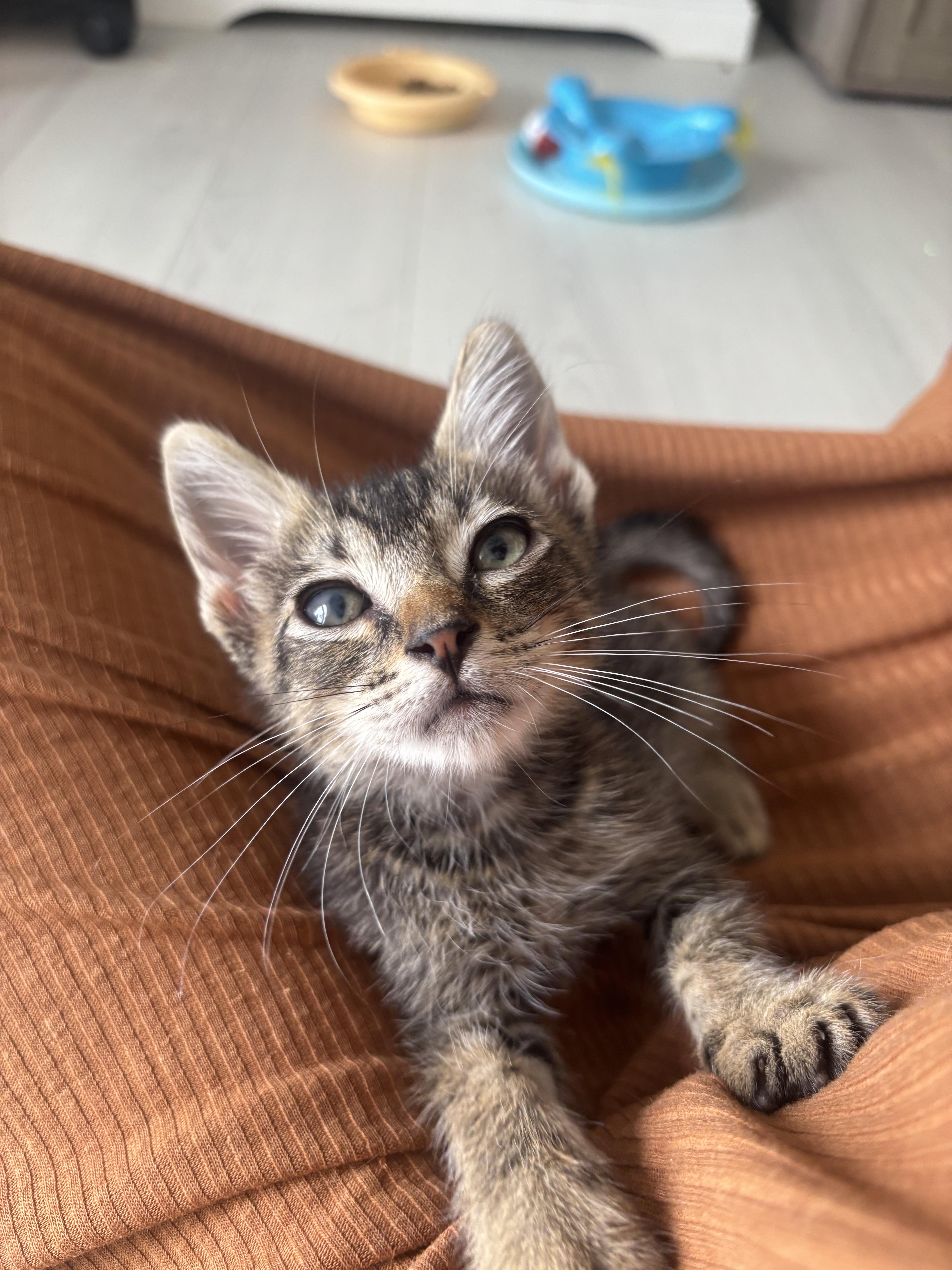 Gizmo, a Adoptable Domestic Short Hair in Honolulu, HI image 3/3