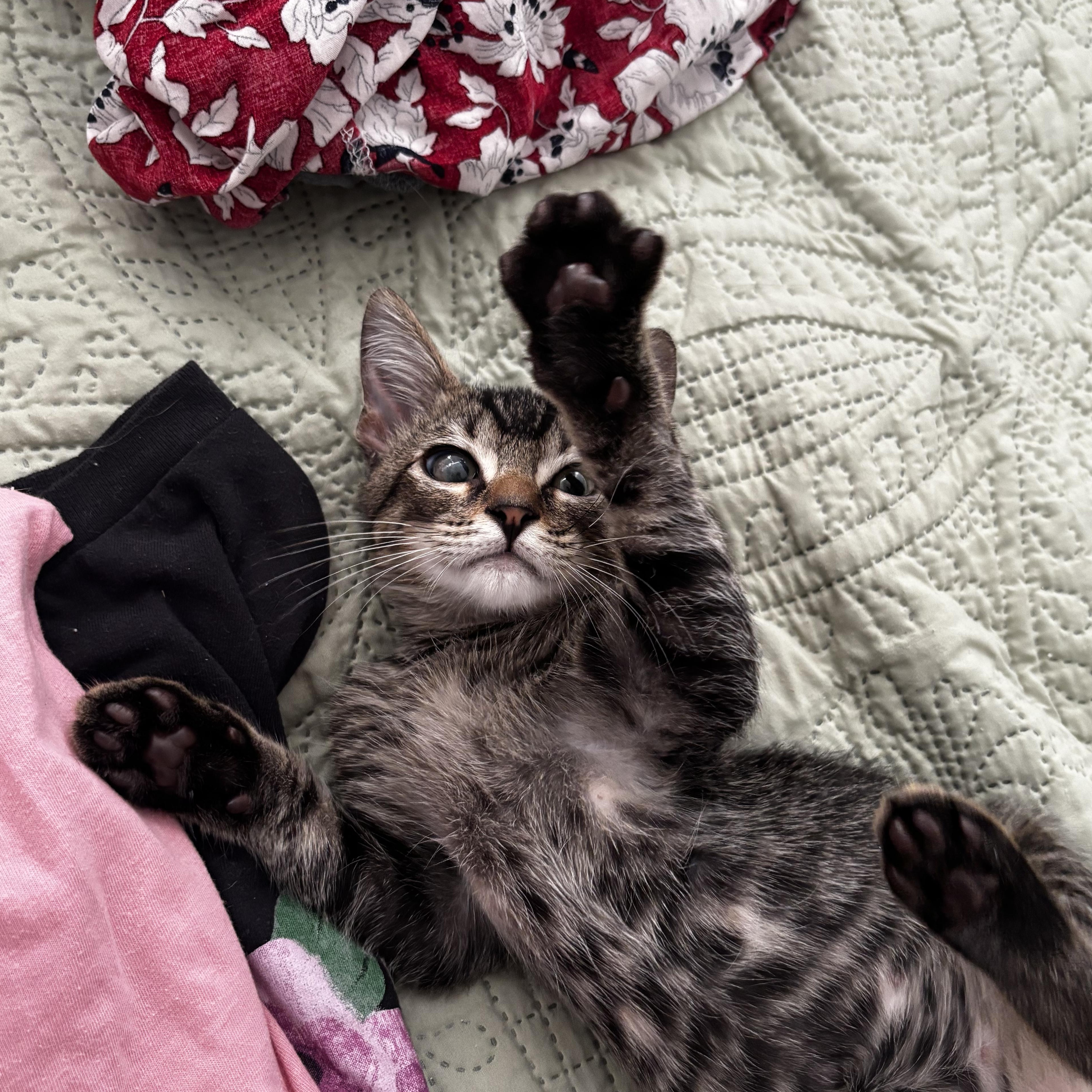 Enlarge Gizmo, a Adoptable Domestic Short Hair in Honolulu, HI image 4/6