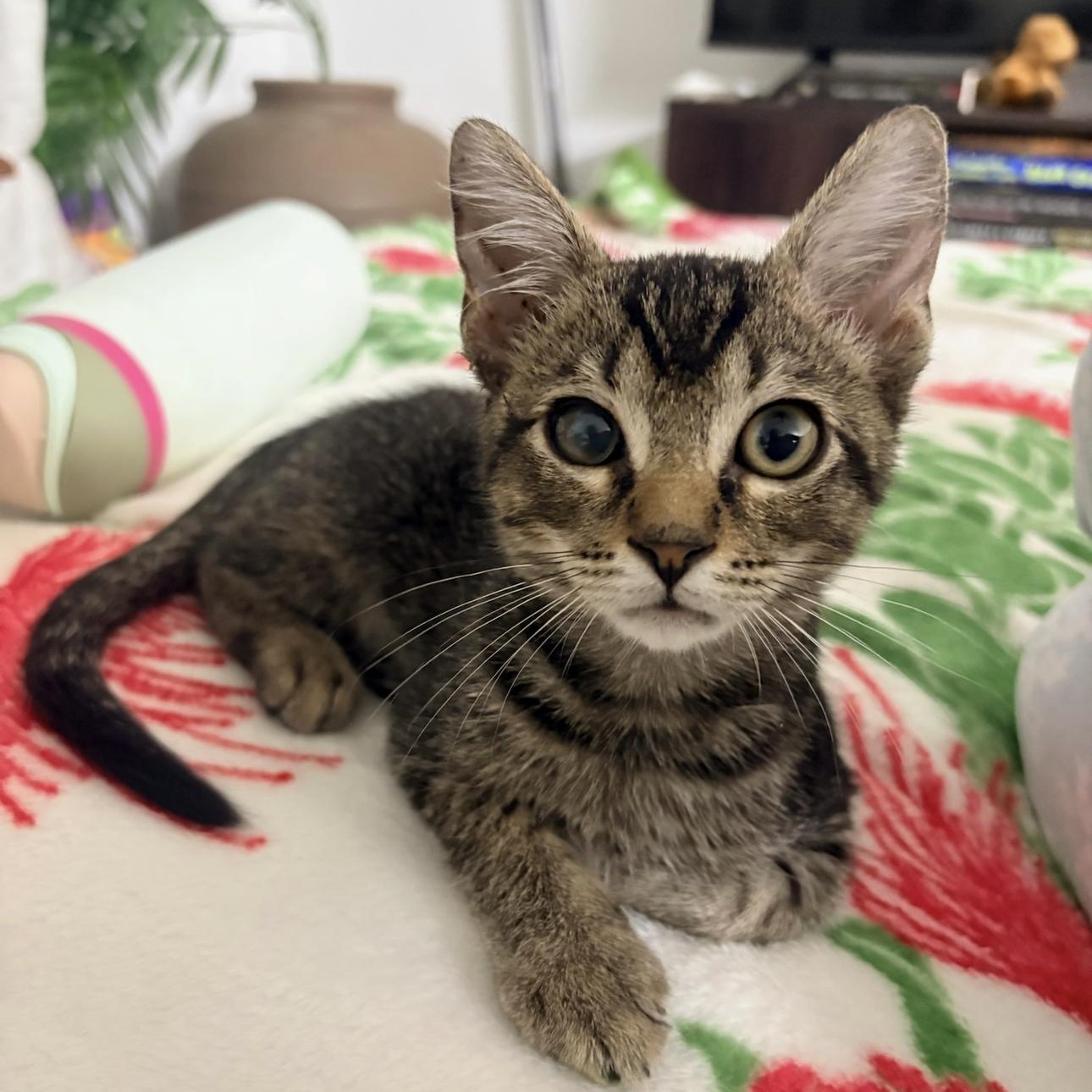 Gizmo, Adoptable, Kitten Male Domestic Short Hair.