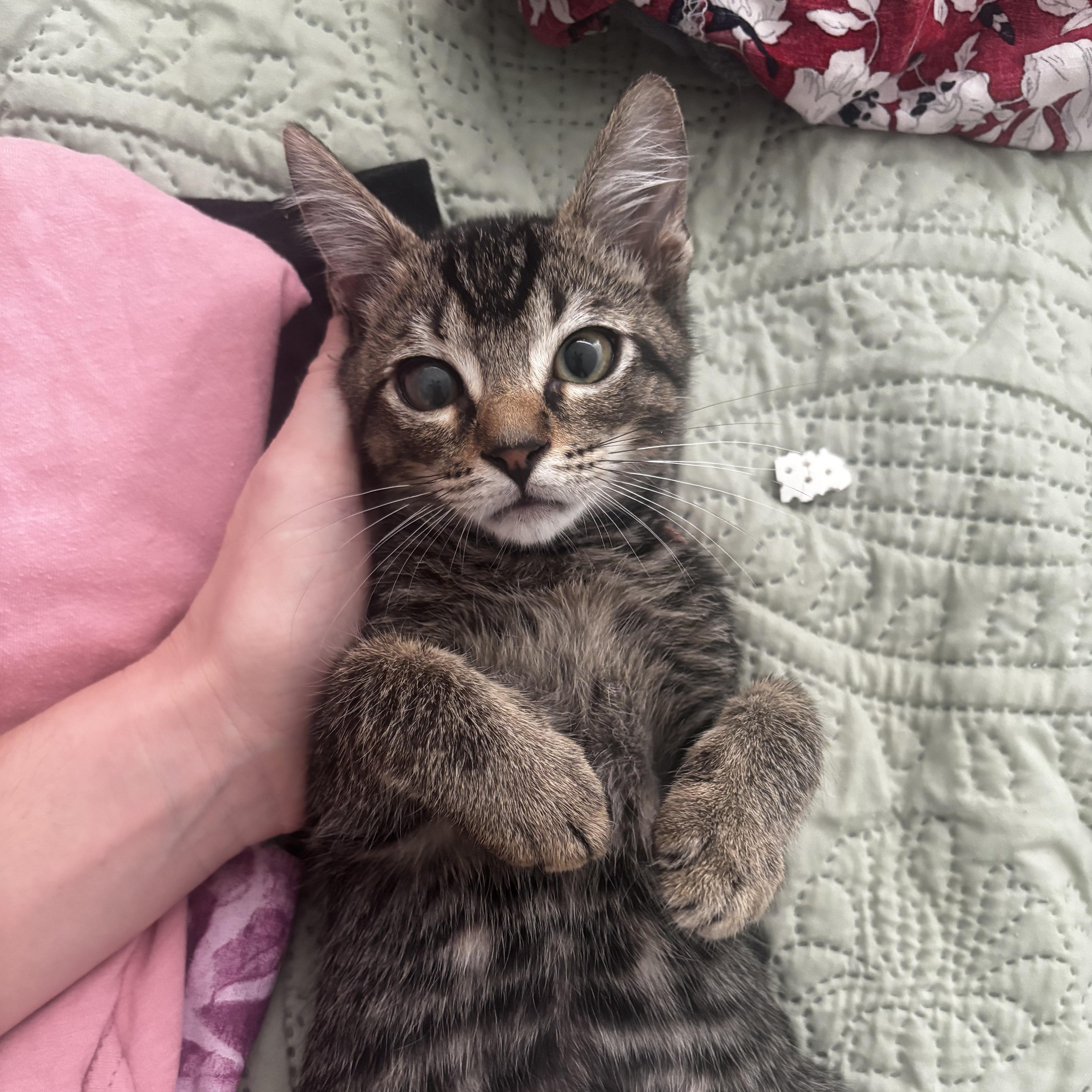 Enlarge Gizmo, a Adoptable Domestic Short Hair in Honolulu, HI image 5/6
