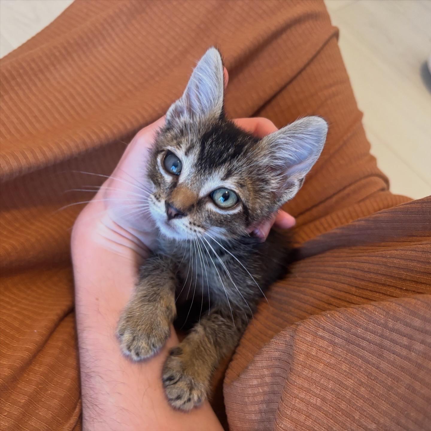 Gizmo, a Adoptable Domestic Short Hair in Honolulu, HI image 2/3