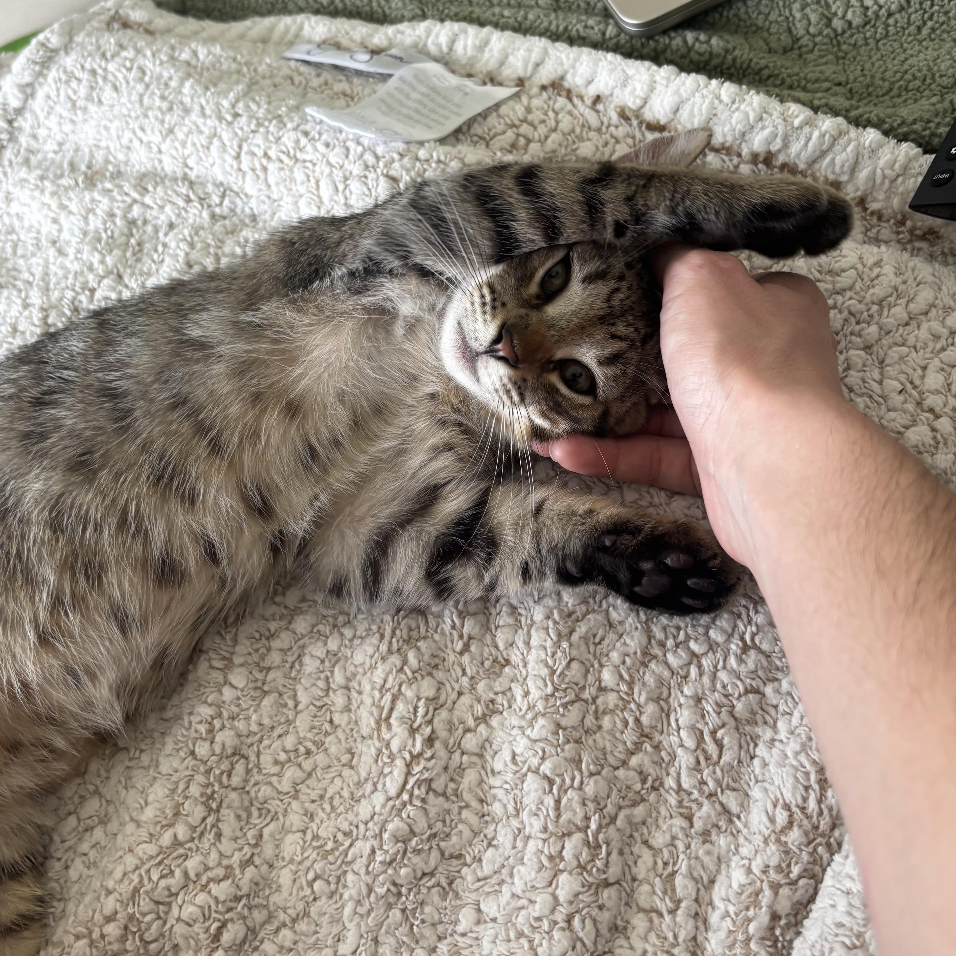 Enlarge Gizmo, a Adoptable Domestic Short Hair in Honolulu, HI image 6/6