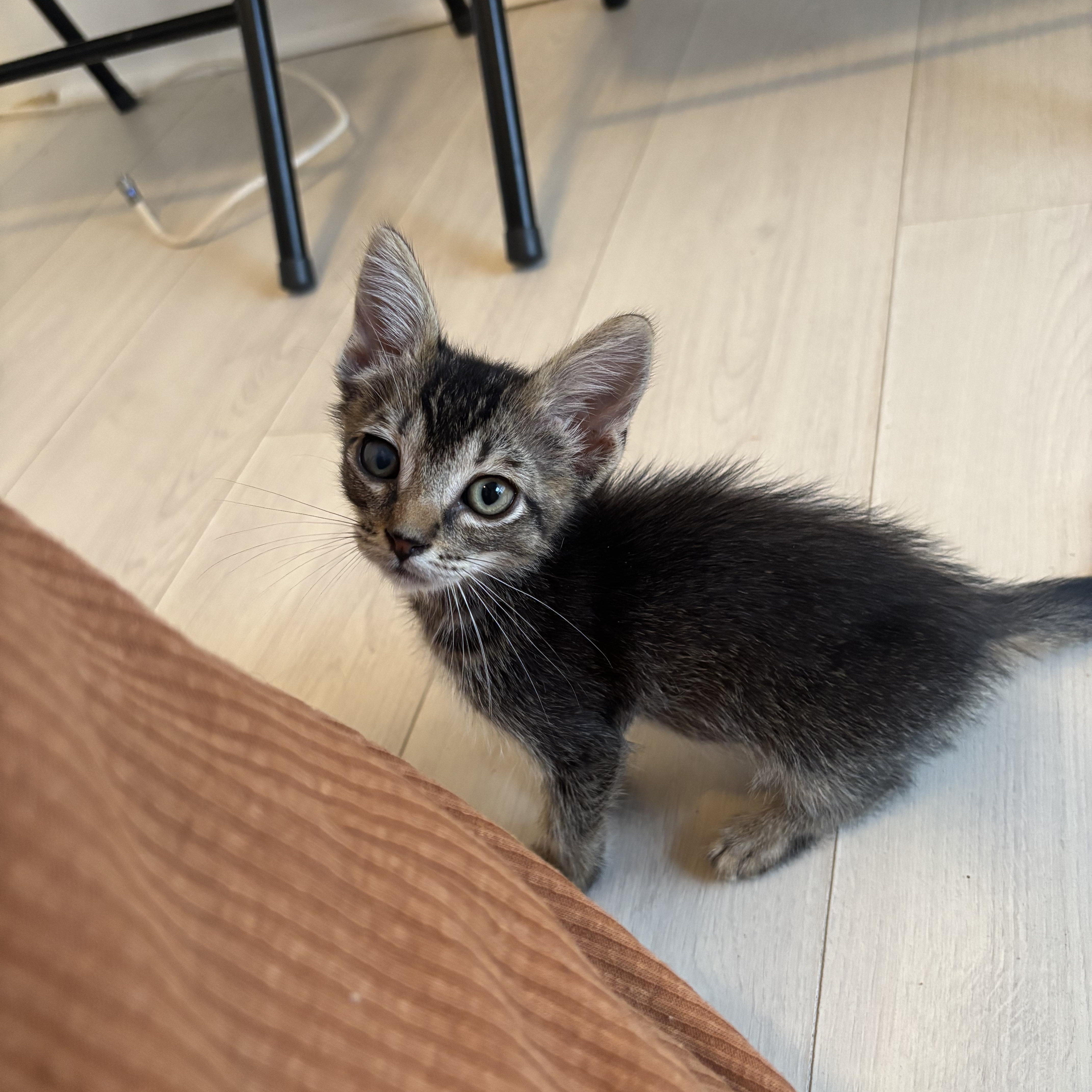 Enlarge Gizmo, a Adoptable Domestic Short Hair in Honolulu, HI image 2/6