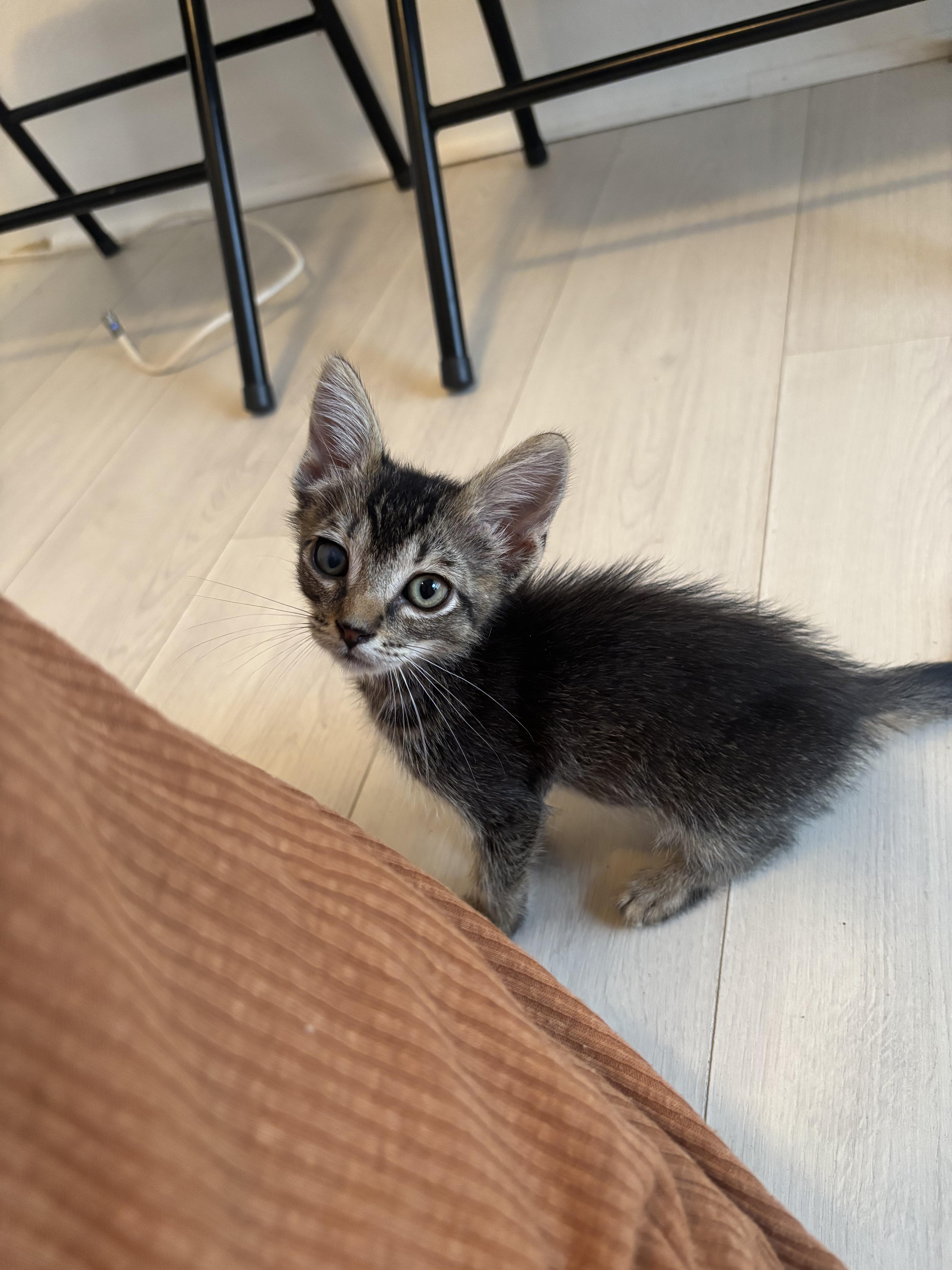 Gizmo, a Adoptable Domestic Short Hair in Honolulu, HI image 1/3