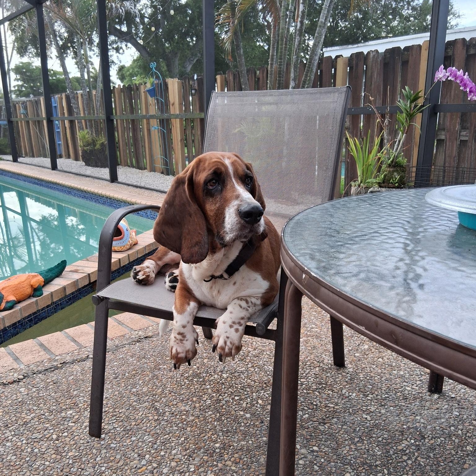 Enlarge Loki, an adopted Basset Hound in Port Saint Lucie, FL image 1/6