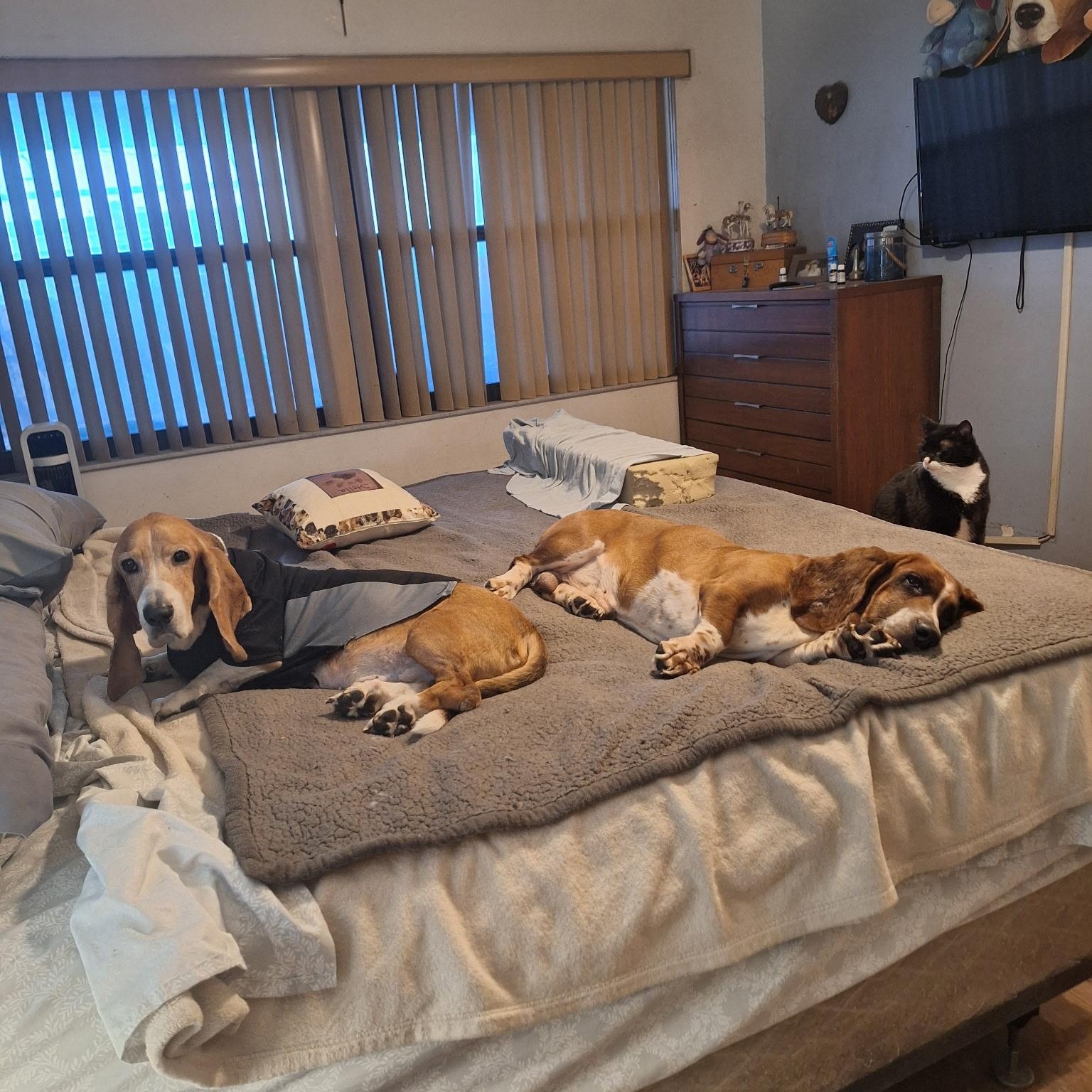 Enlarge Loki, an adopted Basset Hound in Port Saint Lucie, FL image 6/6