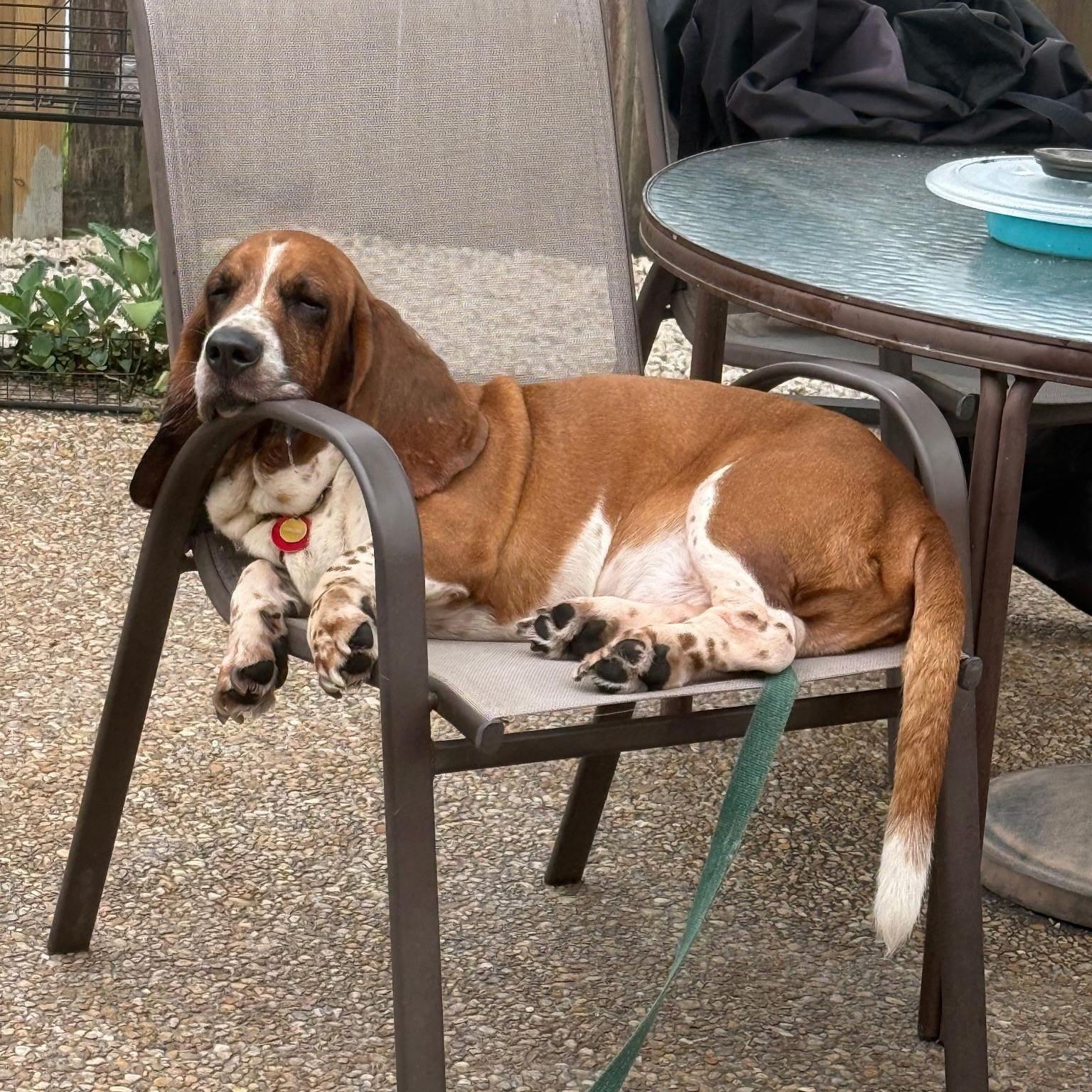 Enlarge Loki, an adopted Basset Hound in Port Saint Lucie, FL image 5/6
