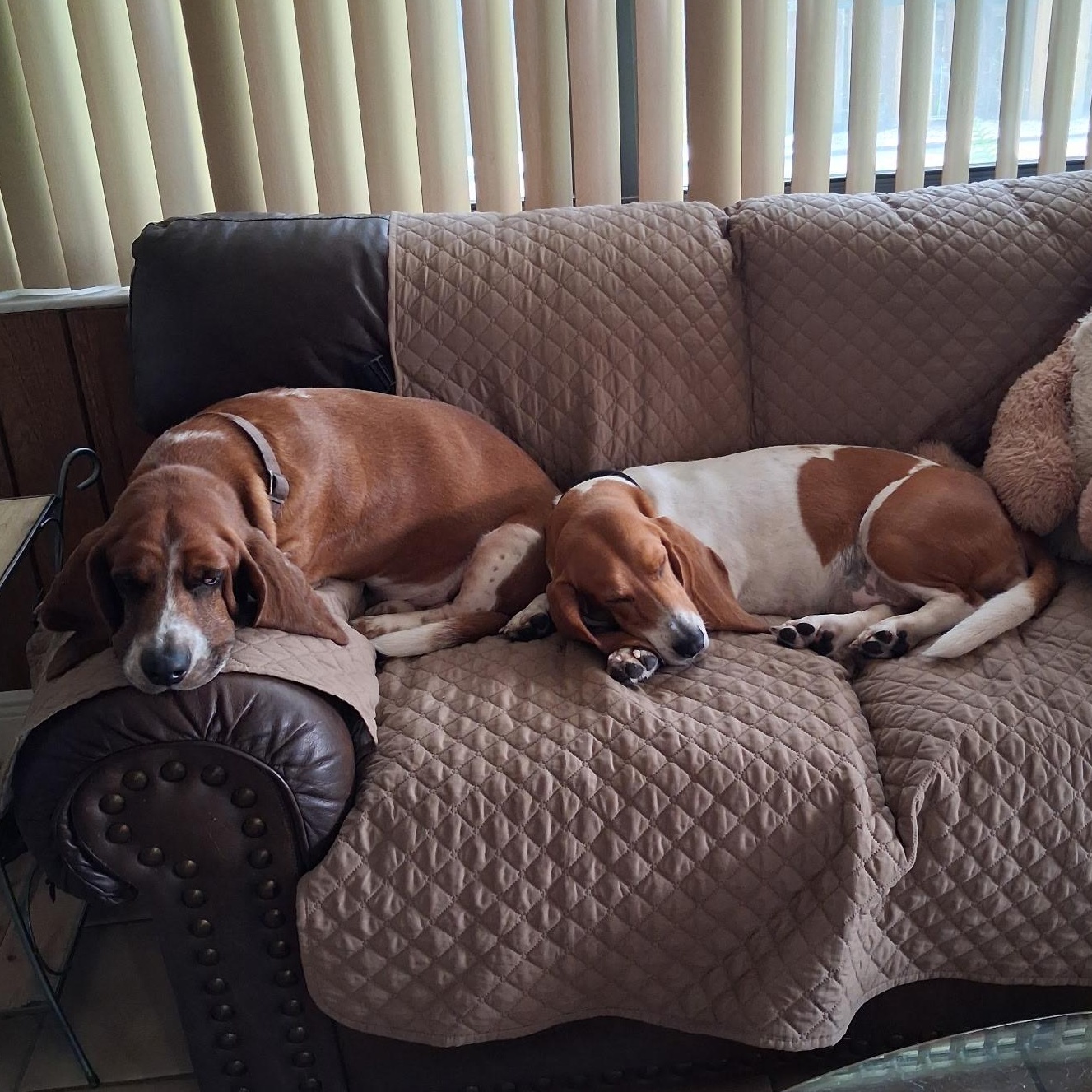Enlarge Loki, an adopted Basset Hound in Port Saint Lucie, FL image 4/6