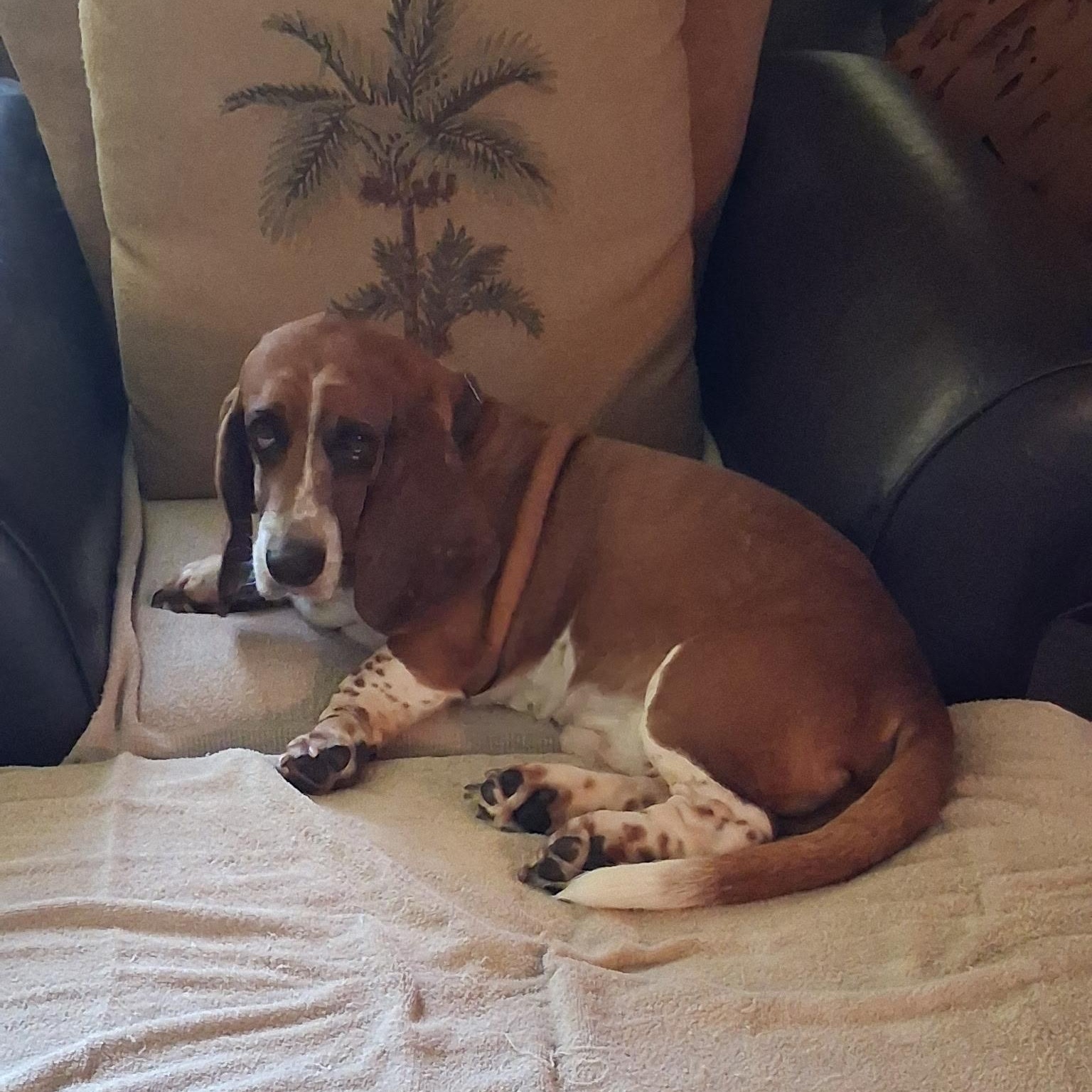 Enlarge Loki, an adopted Basset Hound in Port Saint Lucie, FL image 2/6