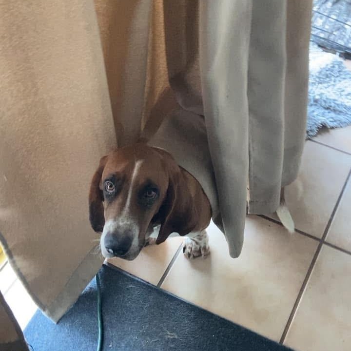 Enlarge Loki, an adopted Basset Hound in Port Saint Lucie, FL image 3/6