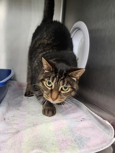 Fennick, Adopted, Adult Male Tabby.