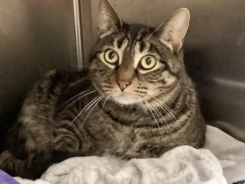 Enlarge Fennick, a Adopted Tabby in Webster, MA image 2/3
