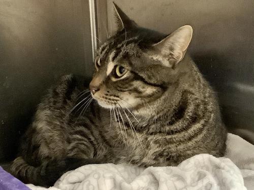 Enlarge Fennick, a Adopted Tabby in Webster, MA image 3/3