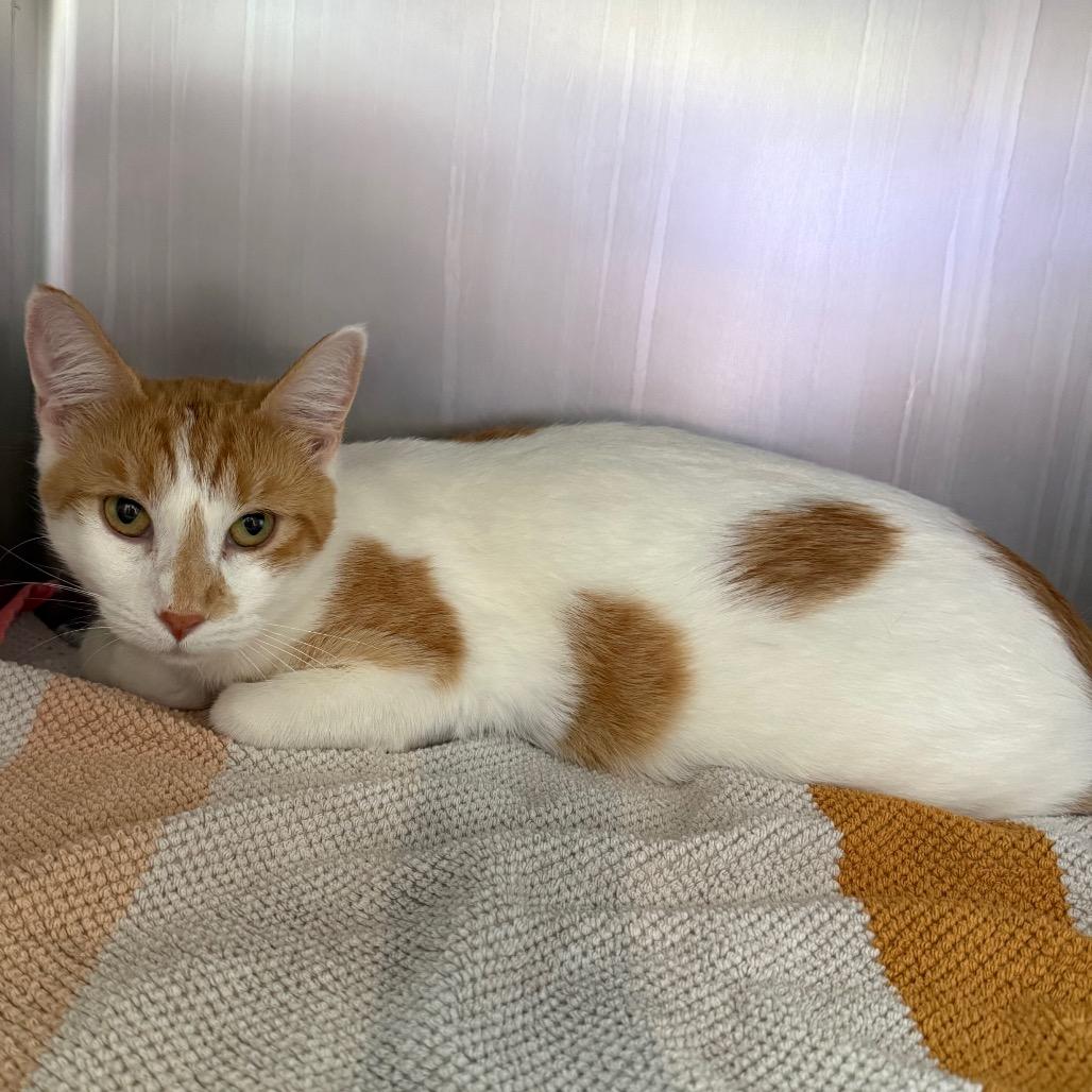 Enlarge Alice, a Adoptable Domestic Short Hair in Council Bluffs, IA image 1/1