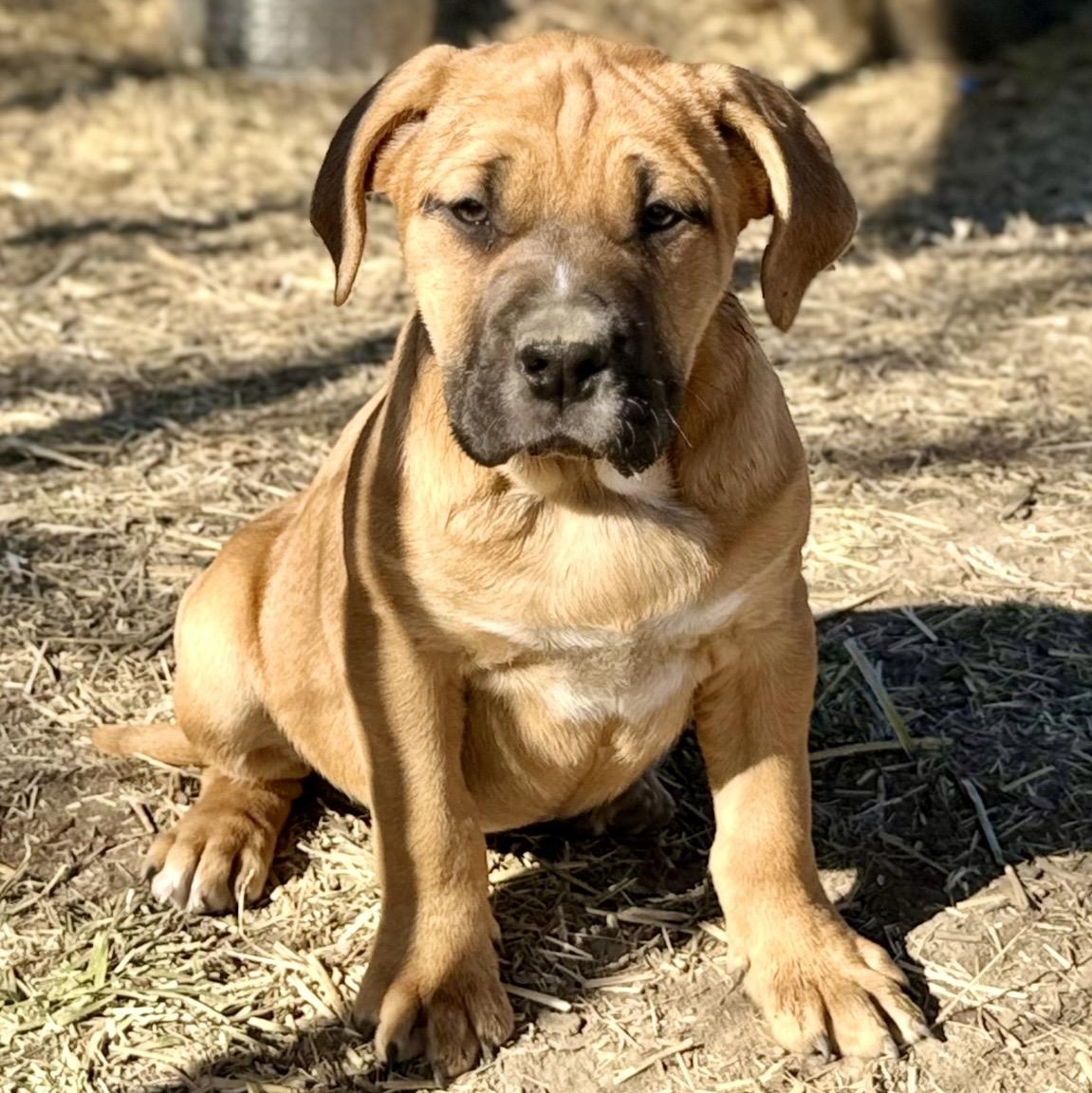 Enlarge Hazel , a ADOPTABLE mixed breed in Pelham, NH image 4/6
