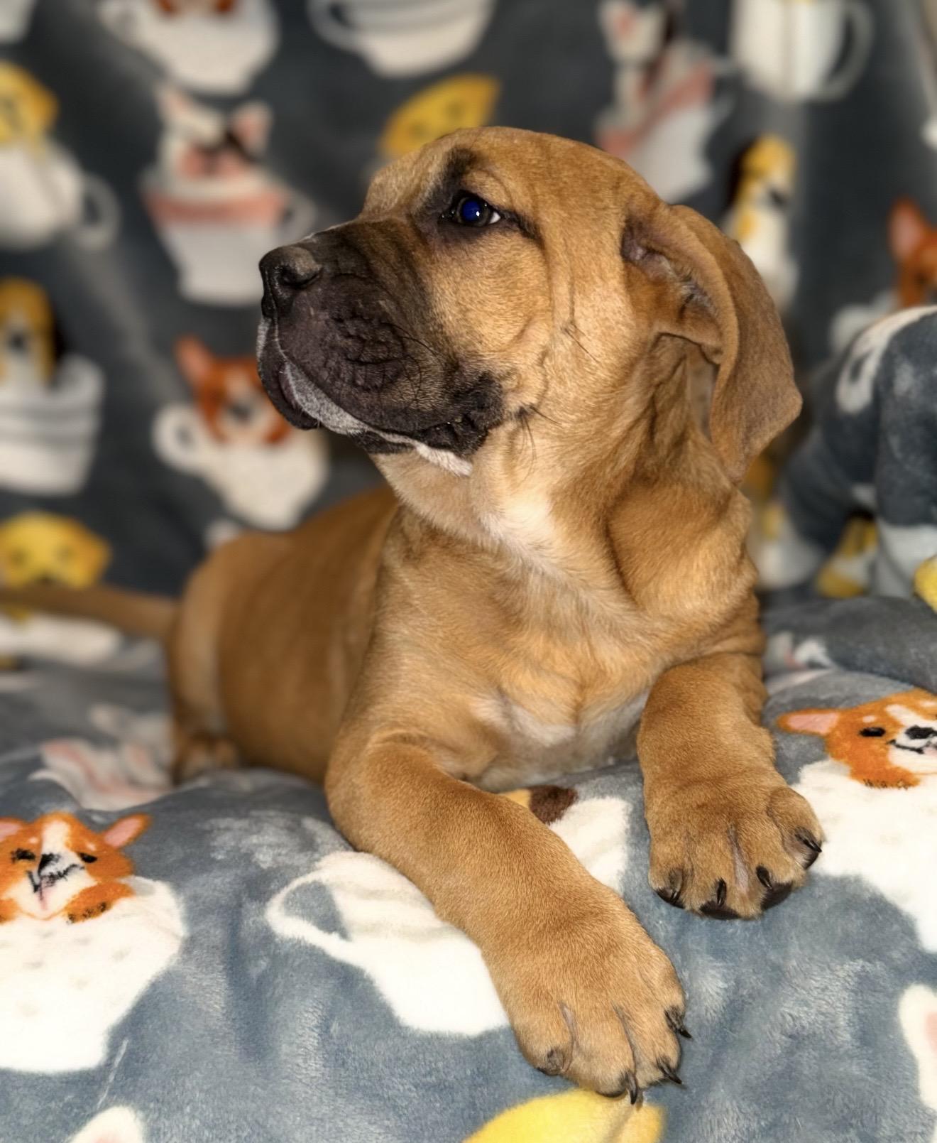 Enlarge Hazel , a ADOPTABLE mixed breed in Pelham, NH image 6/6