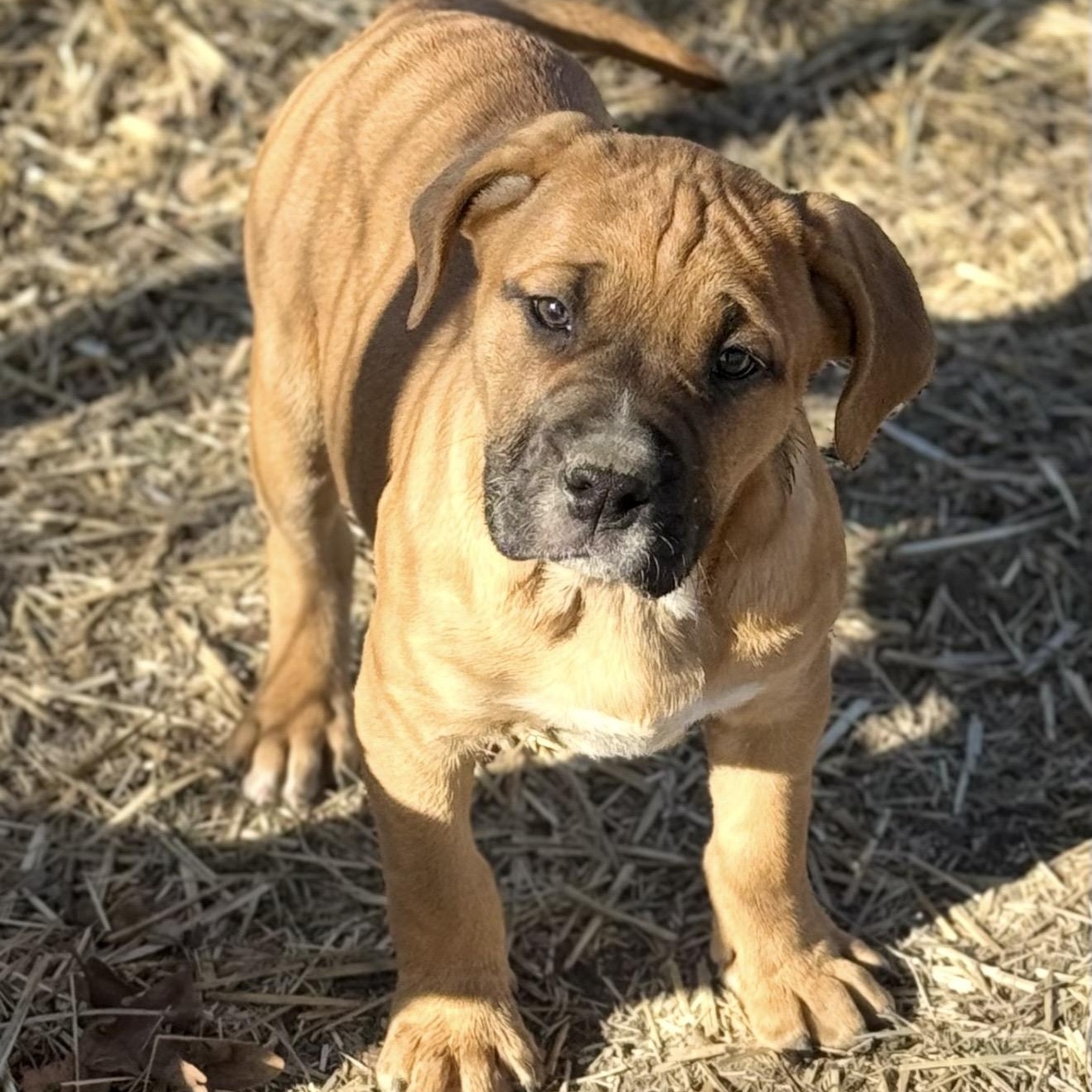 Enlarge Hazel , a ADOPTABLE mixed breed in Pelham, NH image 2/6