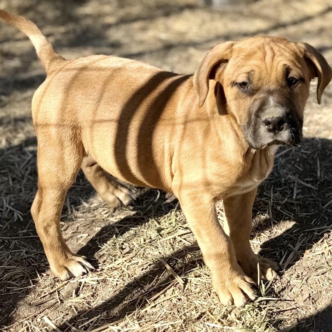 Enlarge Hazel , a ADOPTABLE mixed breed in Pelham, NH image 5/6