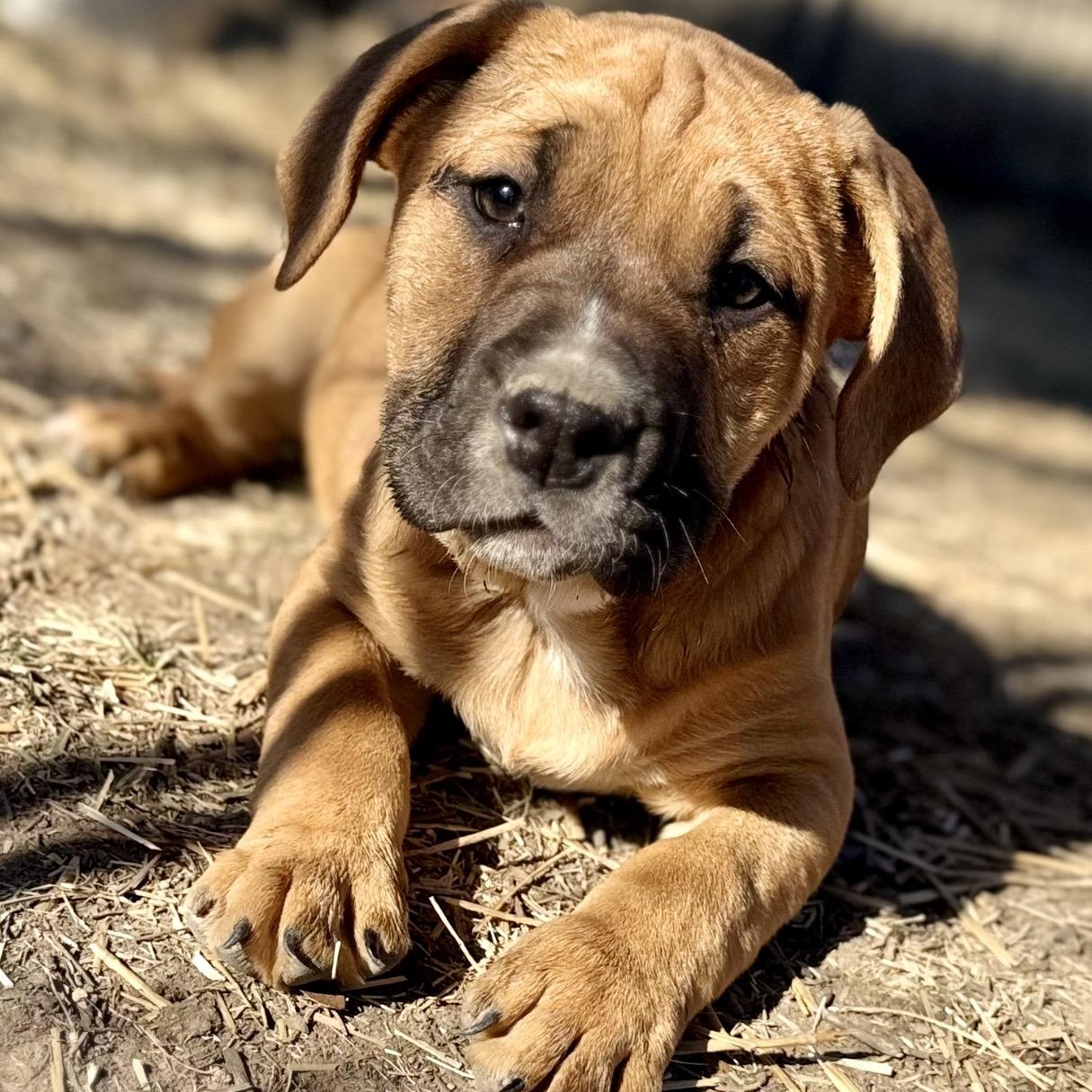 Hazel , ADOPTABLE, Puppy Female English Bulldog & Mixed Breed.