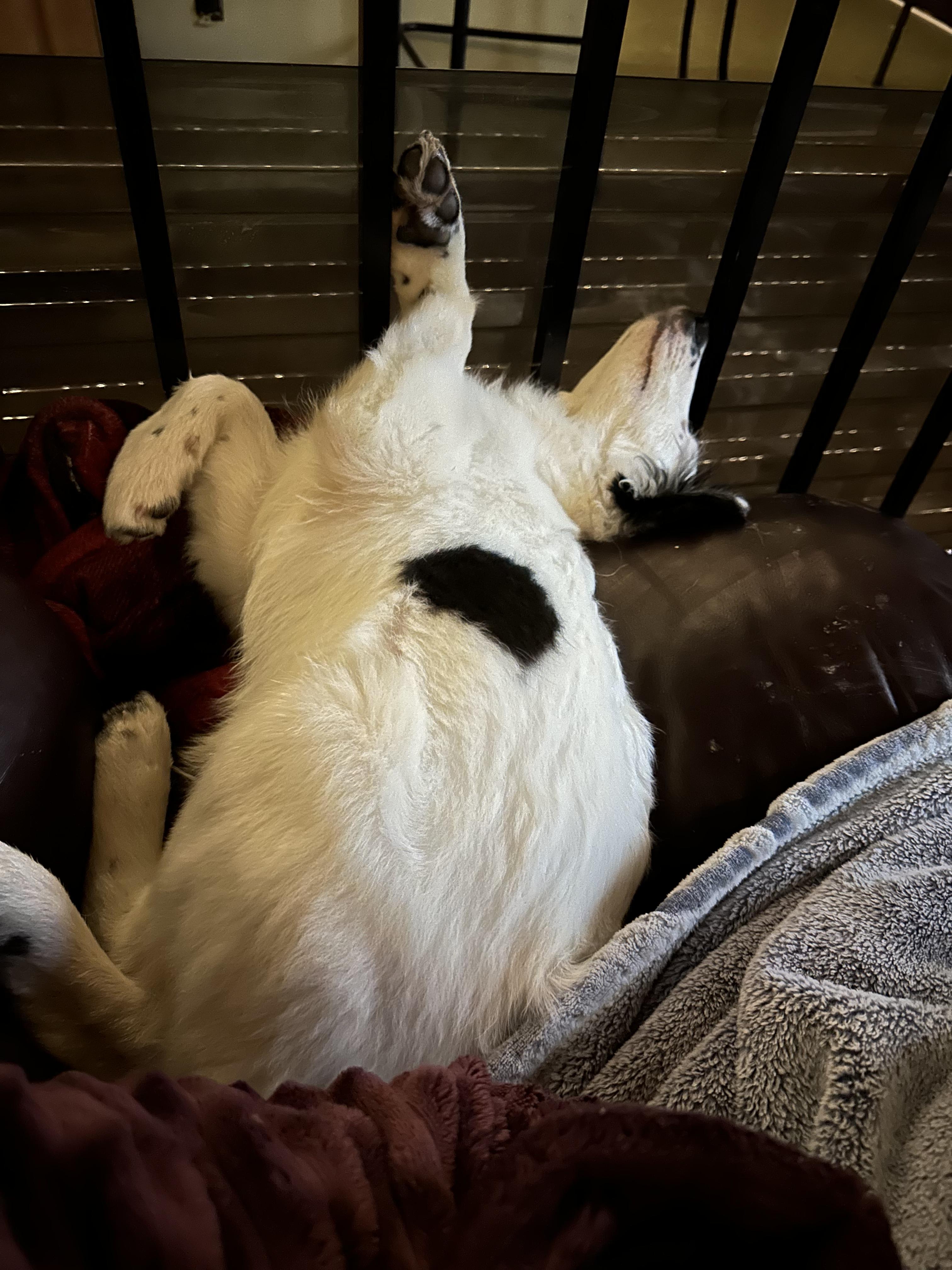 Enlarge Snoopy, a Adopted mixed breed in Langley, BC image 1/3