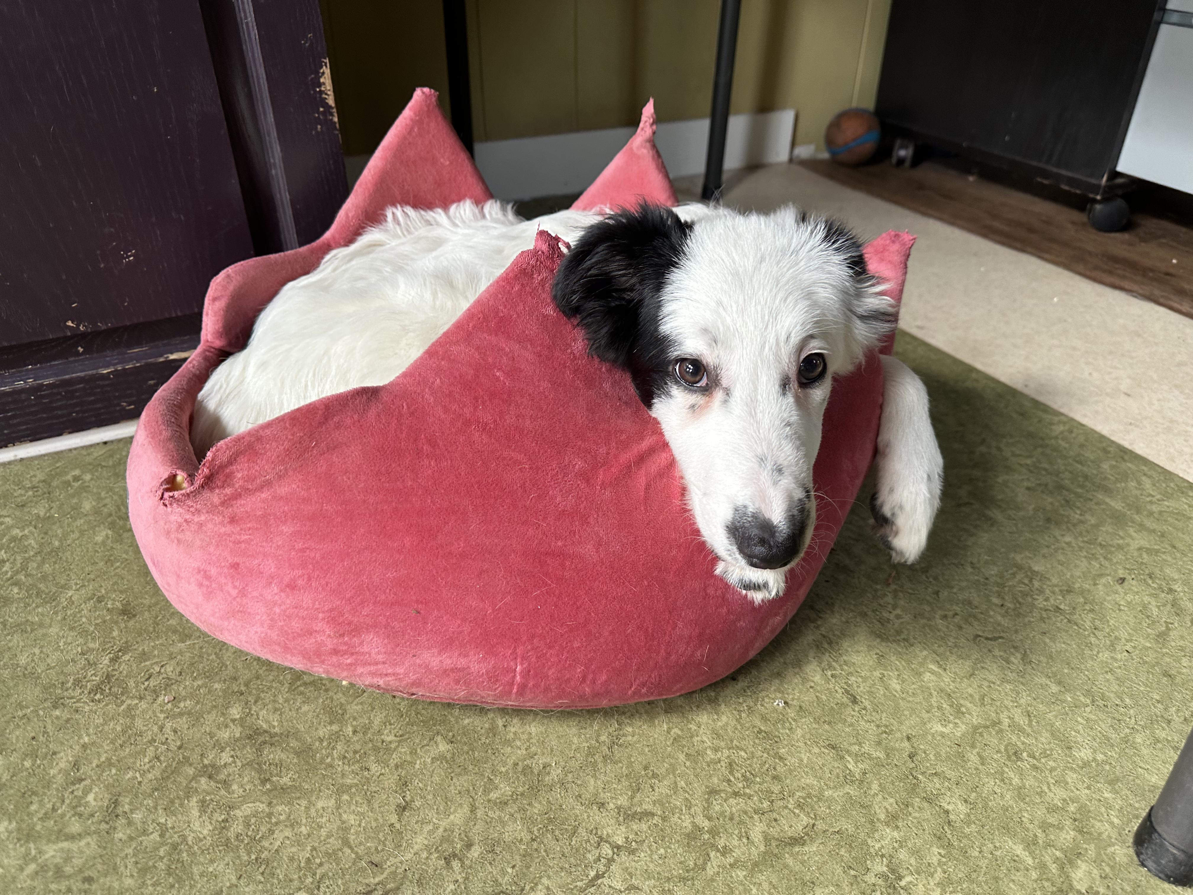 Snoopy, Adopted, Young Male Border Collie.