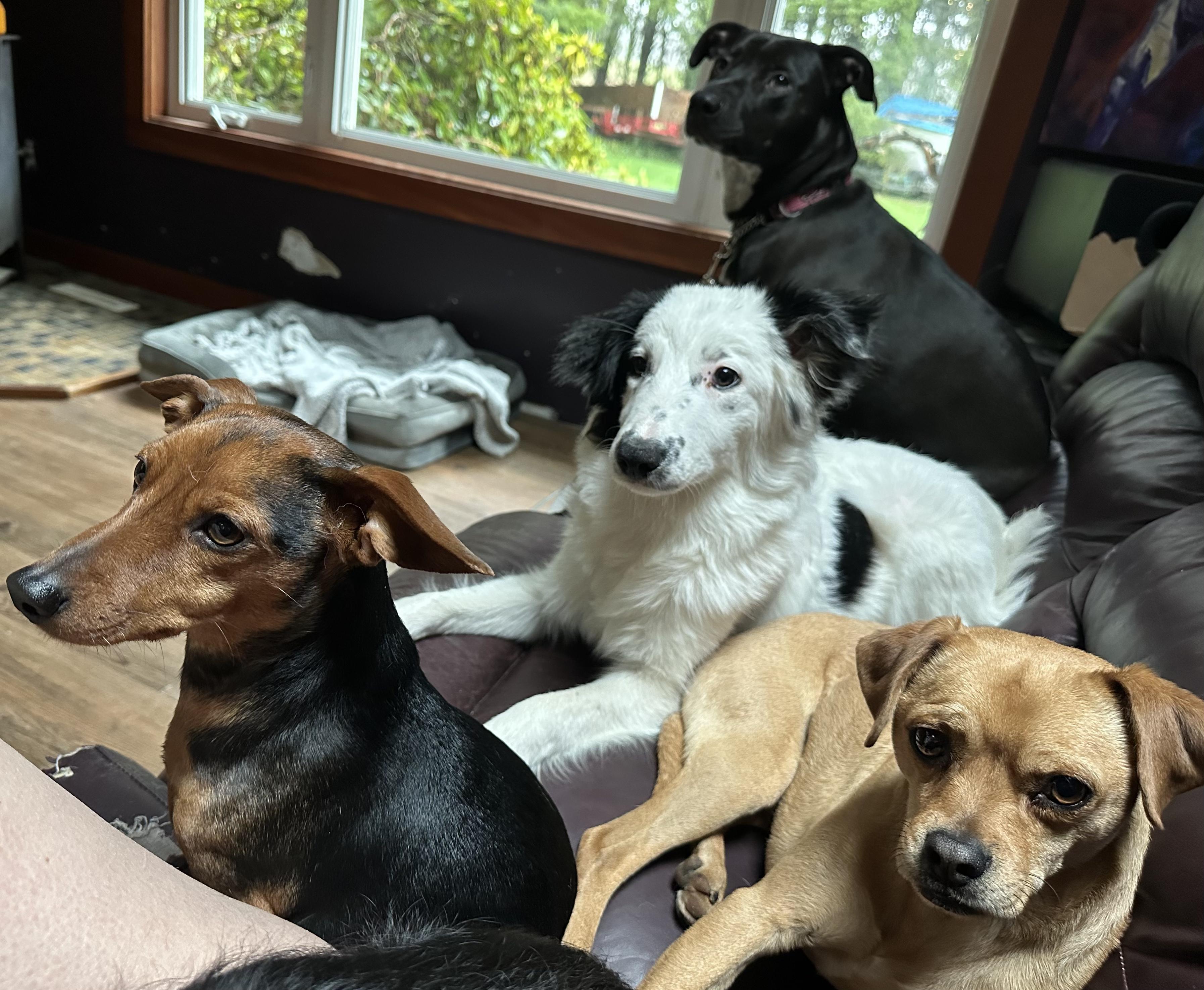 Enlarge Snoopy, a Adopted mixed breed in Langley, BC image 3/3