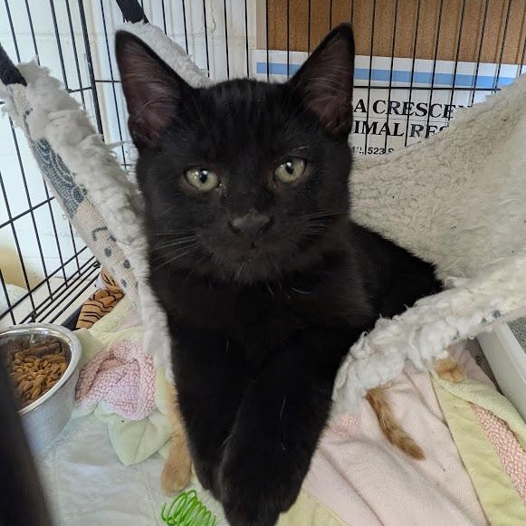 WONTON, adopted, Kitten Male Domestic Short Hair.